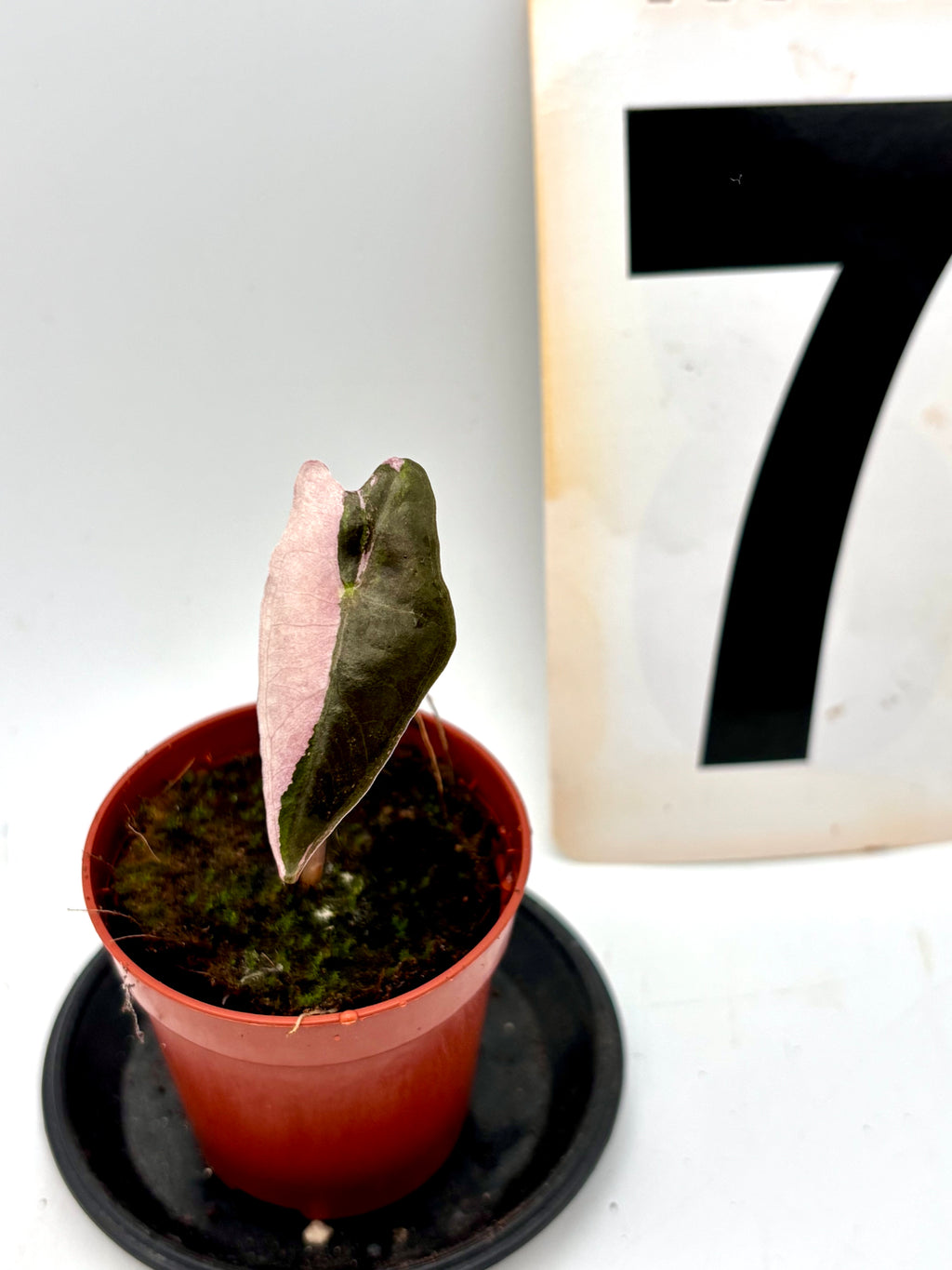 Alocasia Nobilis Variegata