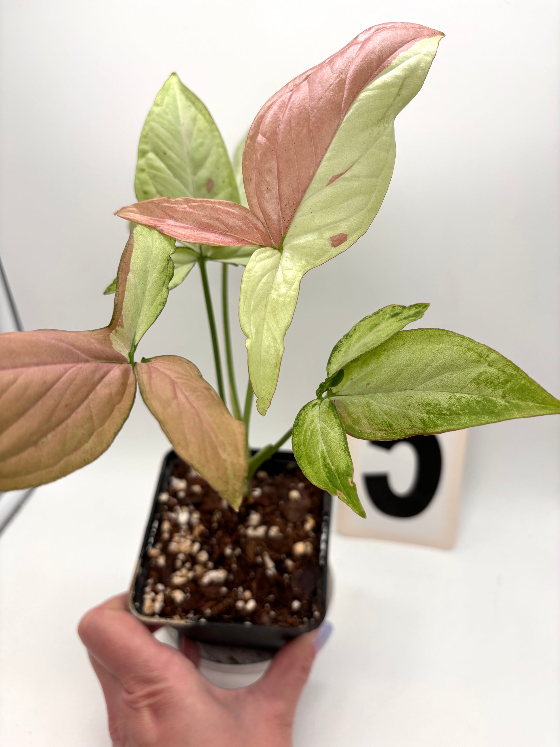 Syngonium Strawberry Milk