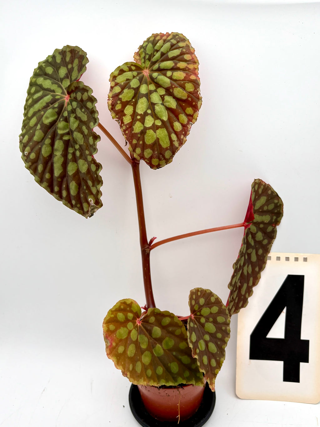 Exotische Begonie Chlorosticta mit grünen Blättern und weißen Flecken, Topfpflanze von Exotic-Flowers