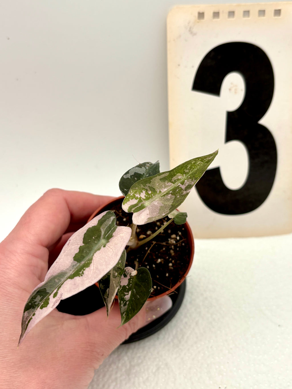 Alocasia Bambino Variegata Pflanze mit grünen und weißen Blättern, Topf auf einer Terrasse, von Exotic-Flowers.