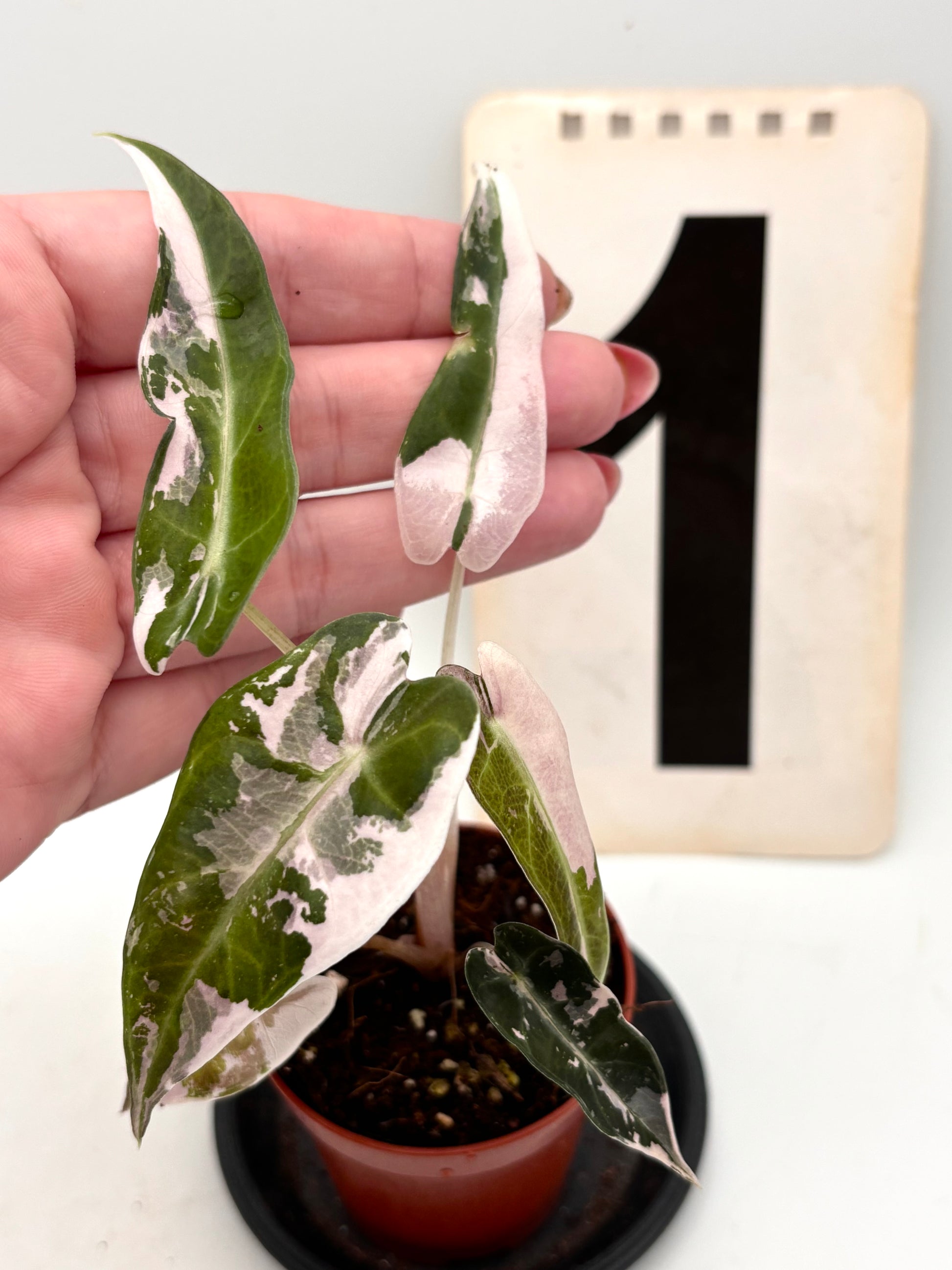 Alocasia Bambino Variegata