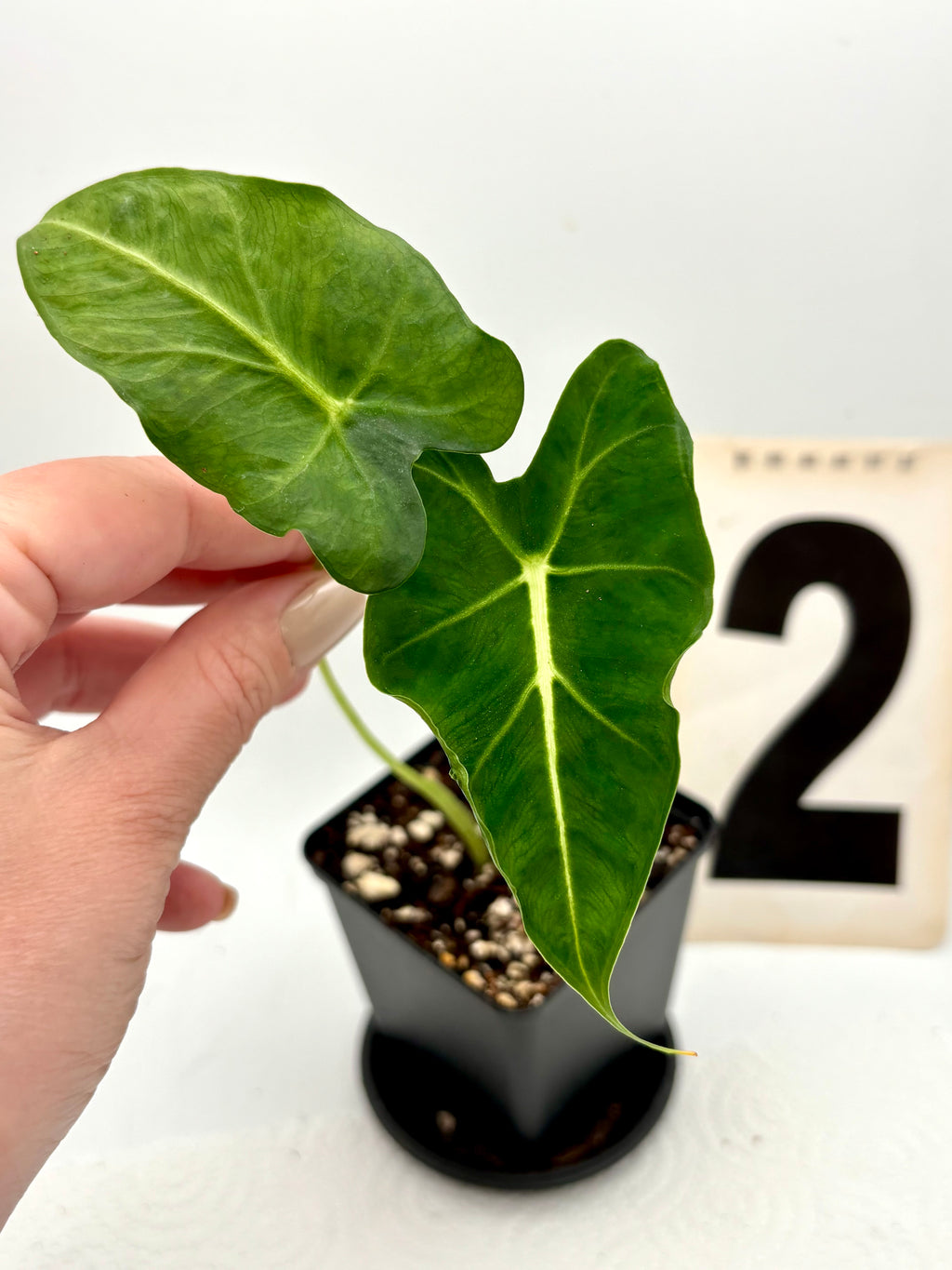 Alocasia Frydek Tattoo / Emerald Tide