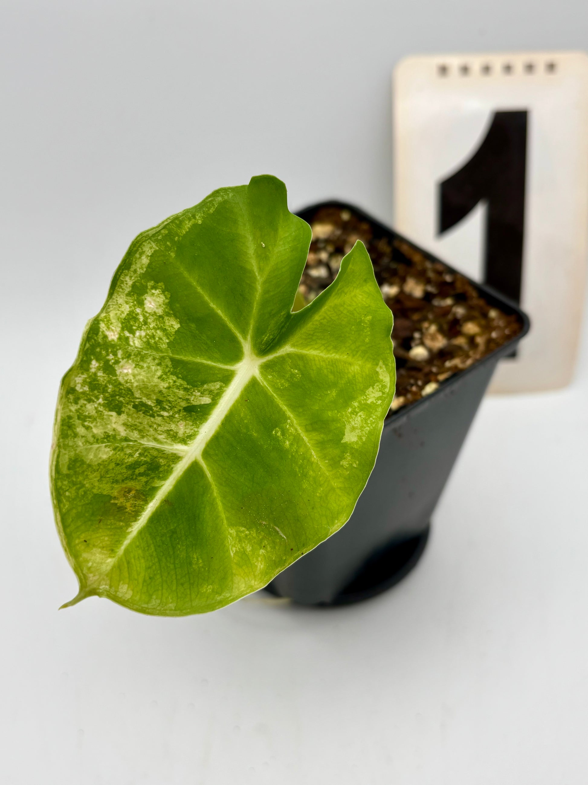 Alocasia London Eye Variegata Pflanze mit großen grünen Blättern und weißen Variegationsmustern, im Topf, von Exotic-Flowers.