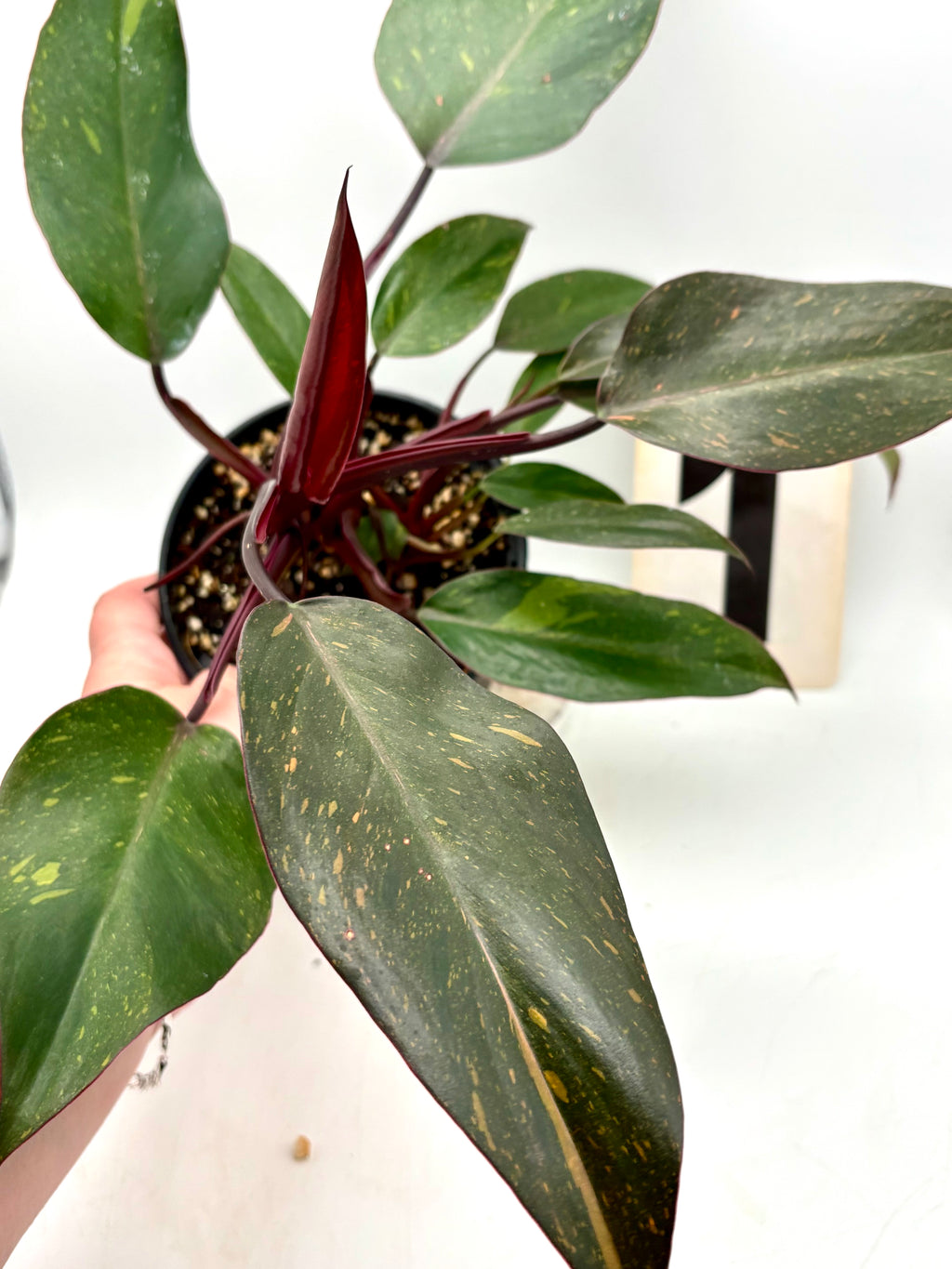Philodendron Orange Princess von Exotic-Flowers, nahaufnahme der orangefarbenen Blätter und grünen Pflanze.