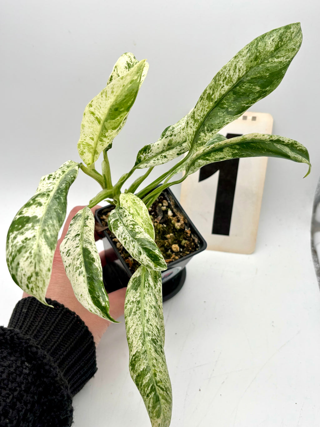 Epipremnum Giganteum Variegata - Exotic-Flowers