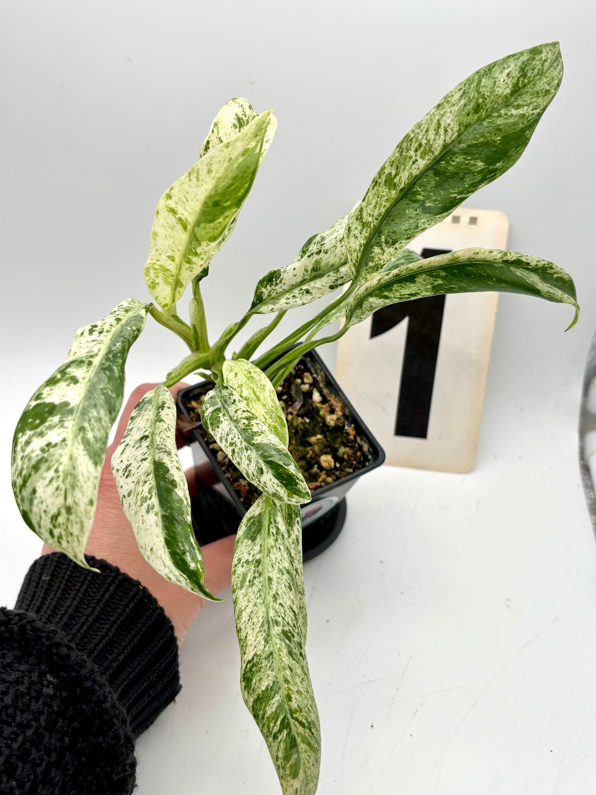 Epipremnum Giganteum Variegata - Exotic-Flowers