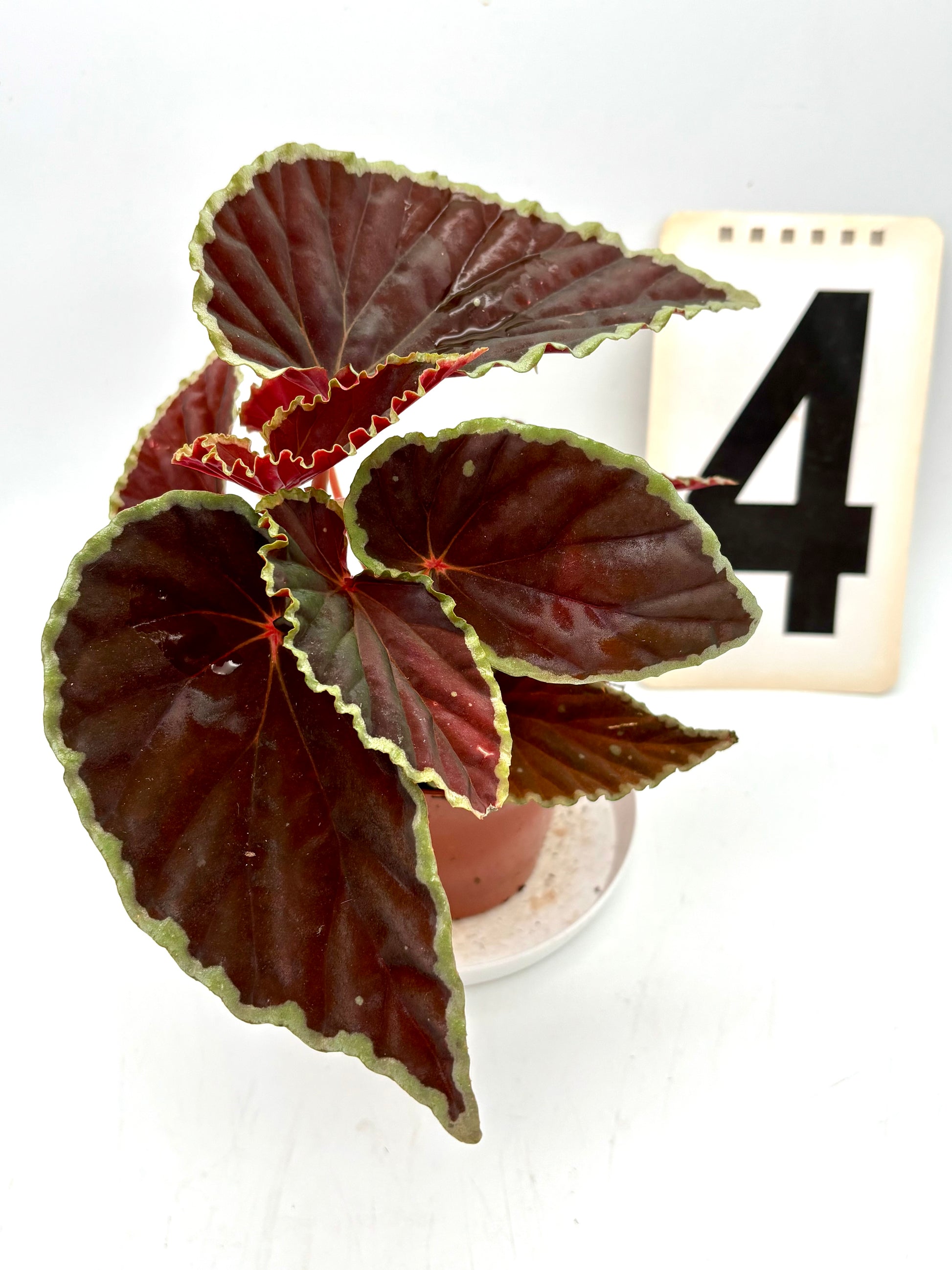 Grüne Begonia darthvaderiana ‘Green Spots’ von Exotic-Flowers mit bunten, gefleckten Blättern auf einem Topf.