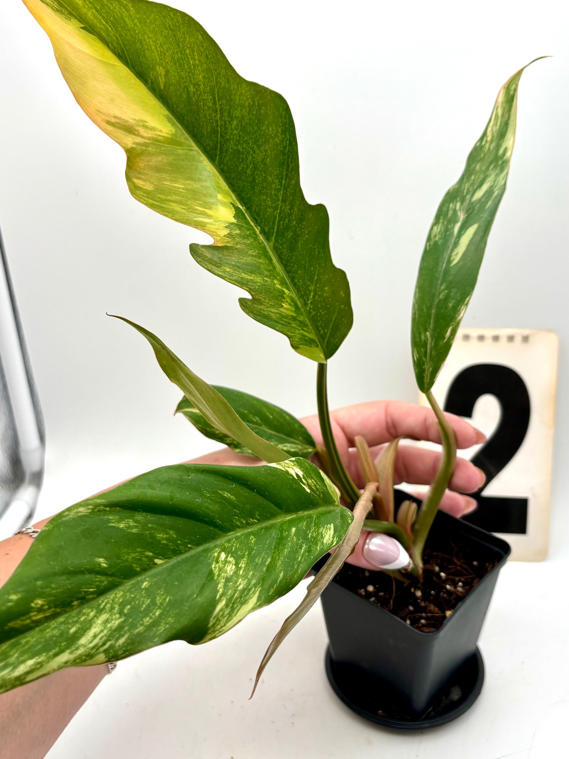 Exotic-Flowers Philodendron Caramel Marble Pflanze mit grün-weiß marmorierten Blättern, Innenraum-Deko, lebendiges Zimmerpflanzenbild