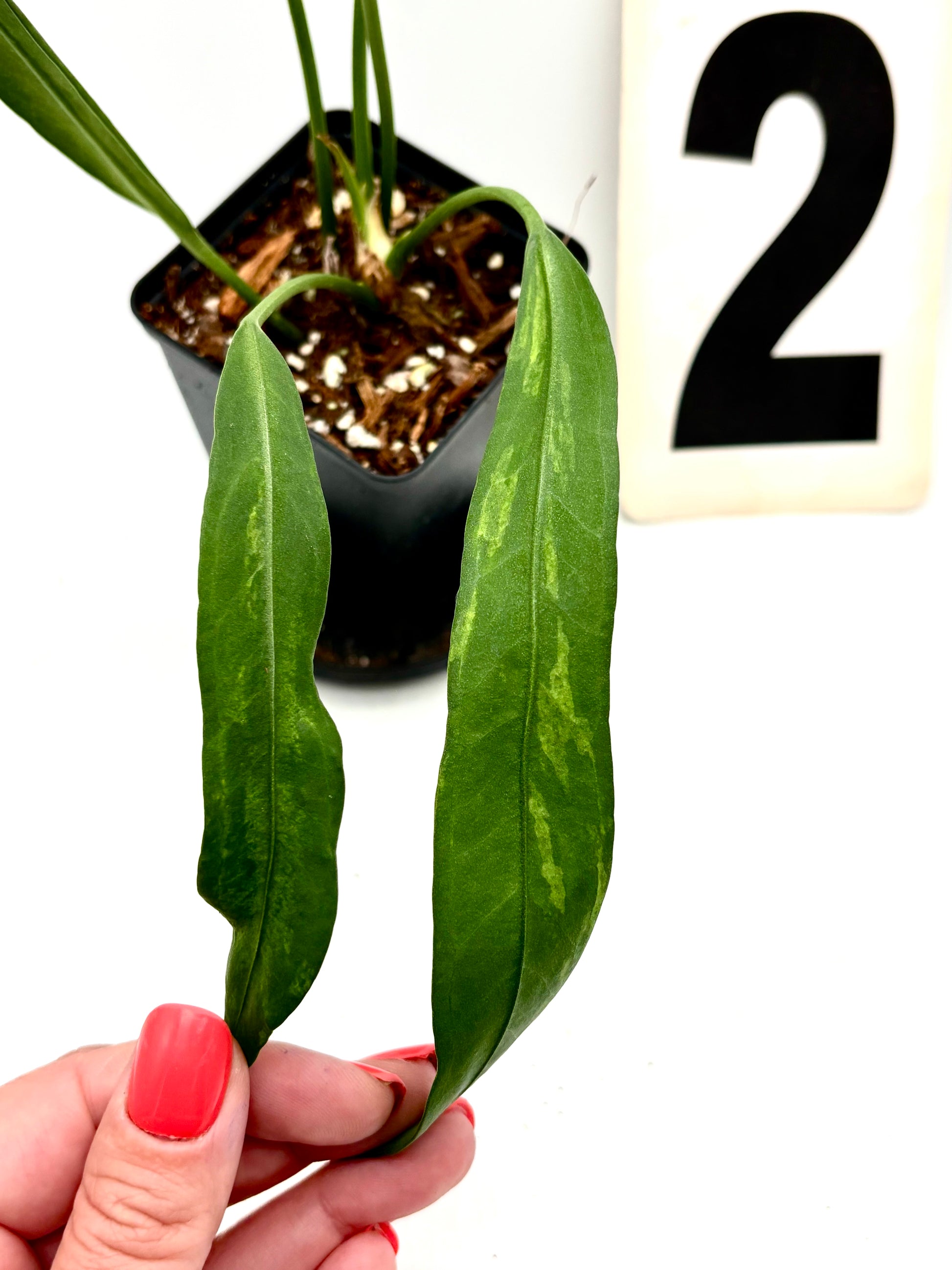 anthurium vittarifolium Anthurium Vittarifolium Variegata – Exotic-Flowers