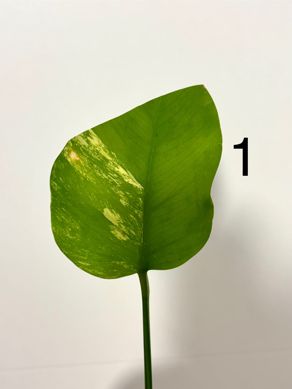 Monstera Aurea Variegata