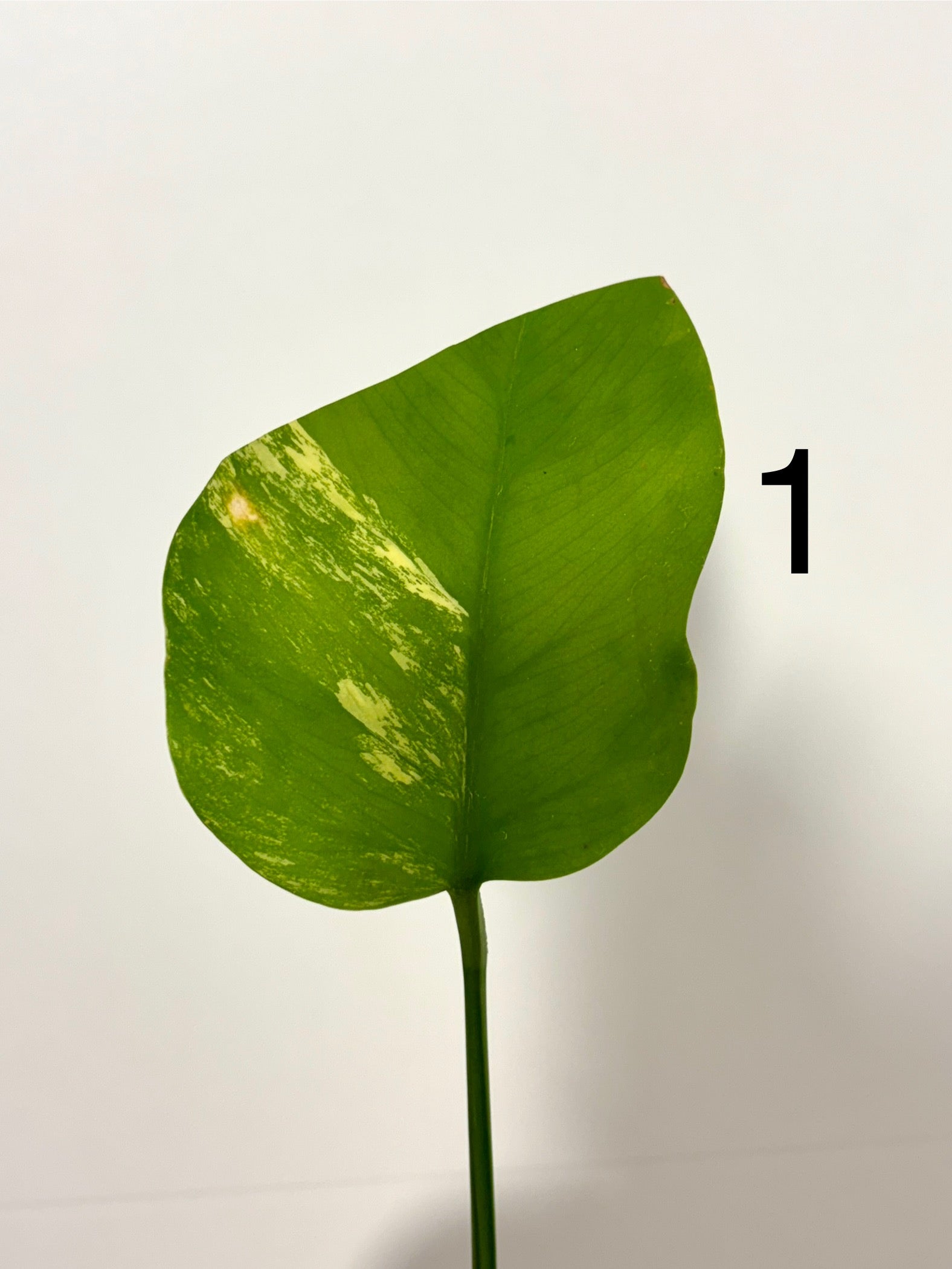 Monstera Aurea Variegata