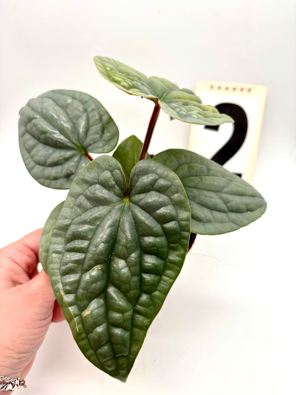 Anthurium Luxurians