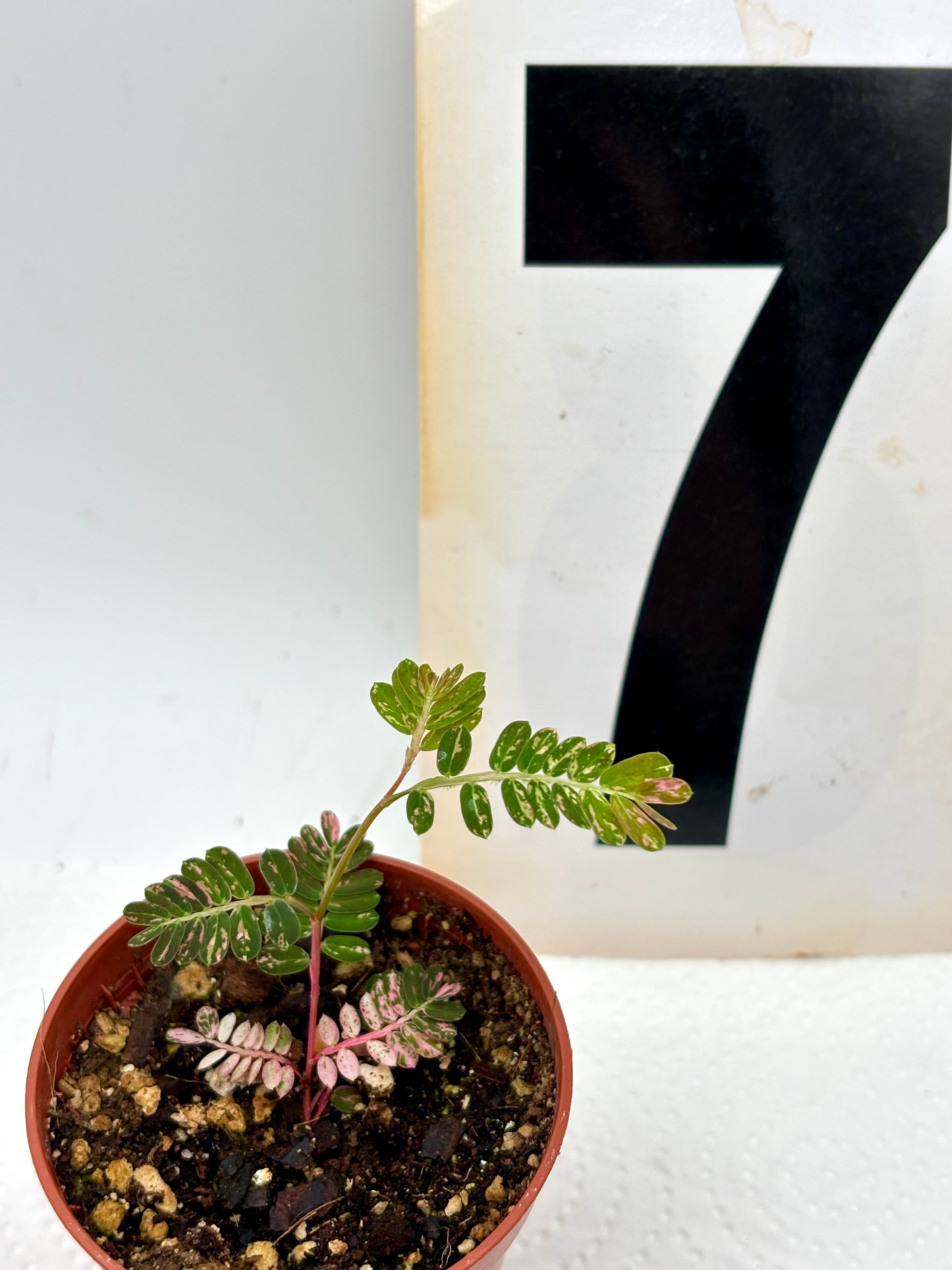 Phyllanthus Urinaria Pink Variegata - Exotic-Flowers