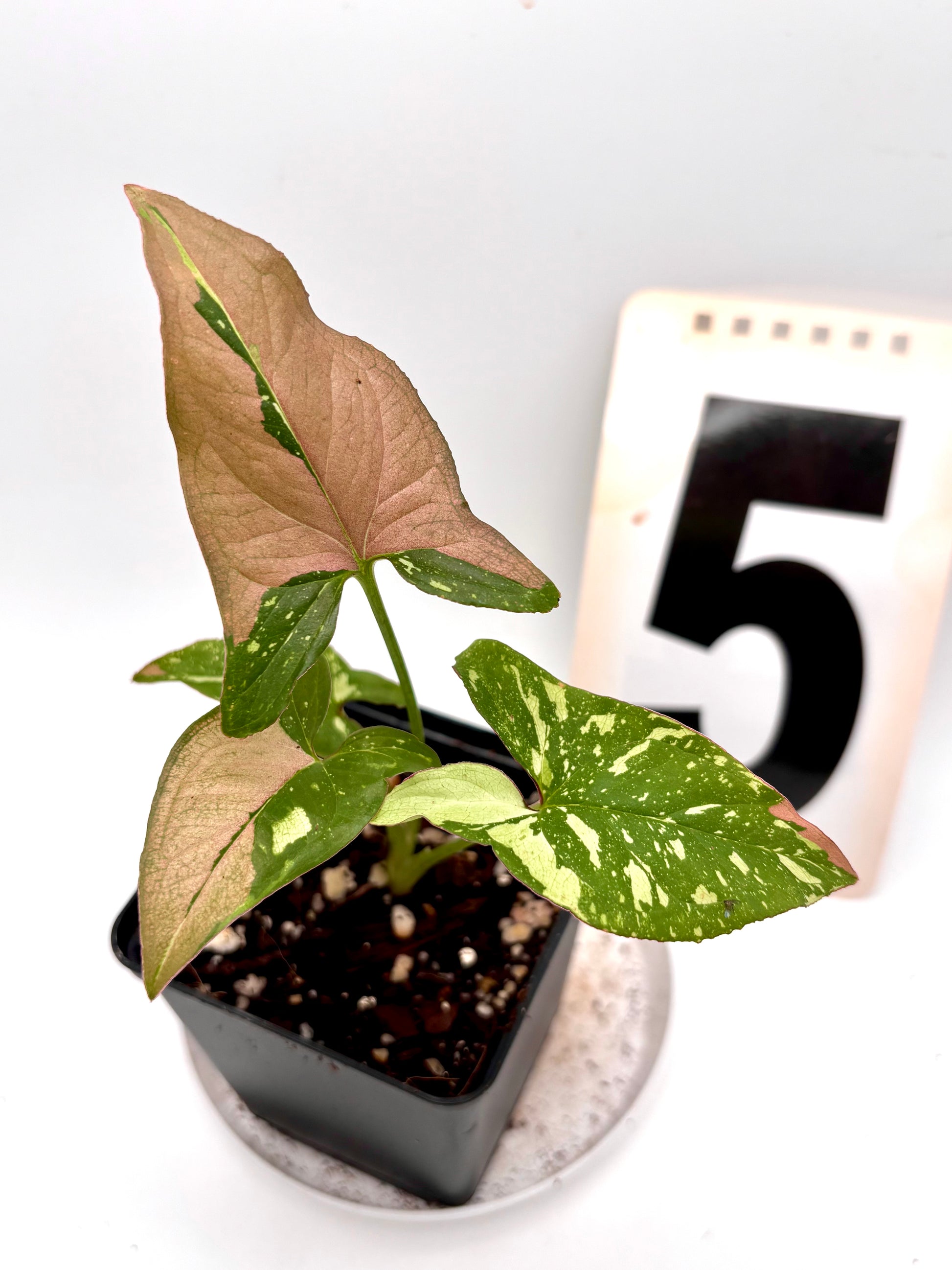 Syngonium Red Spot Tricolor