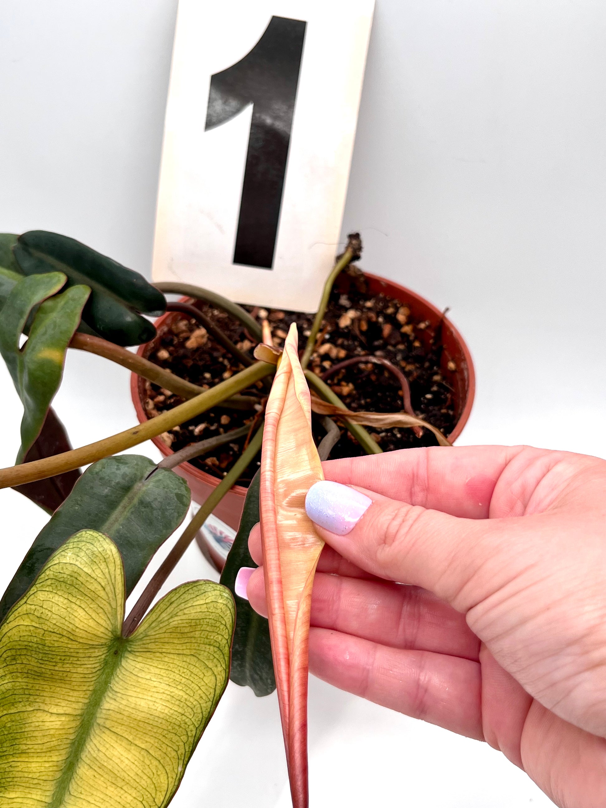 Philodendron Billietiae Mint-Blue-Gray Hybrid