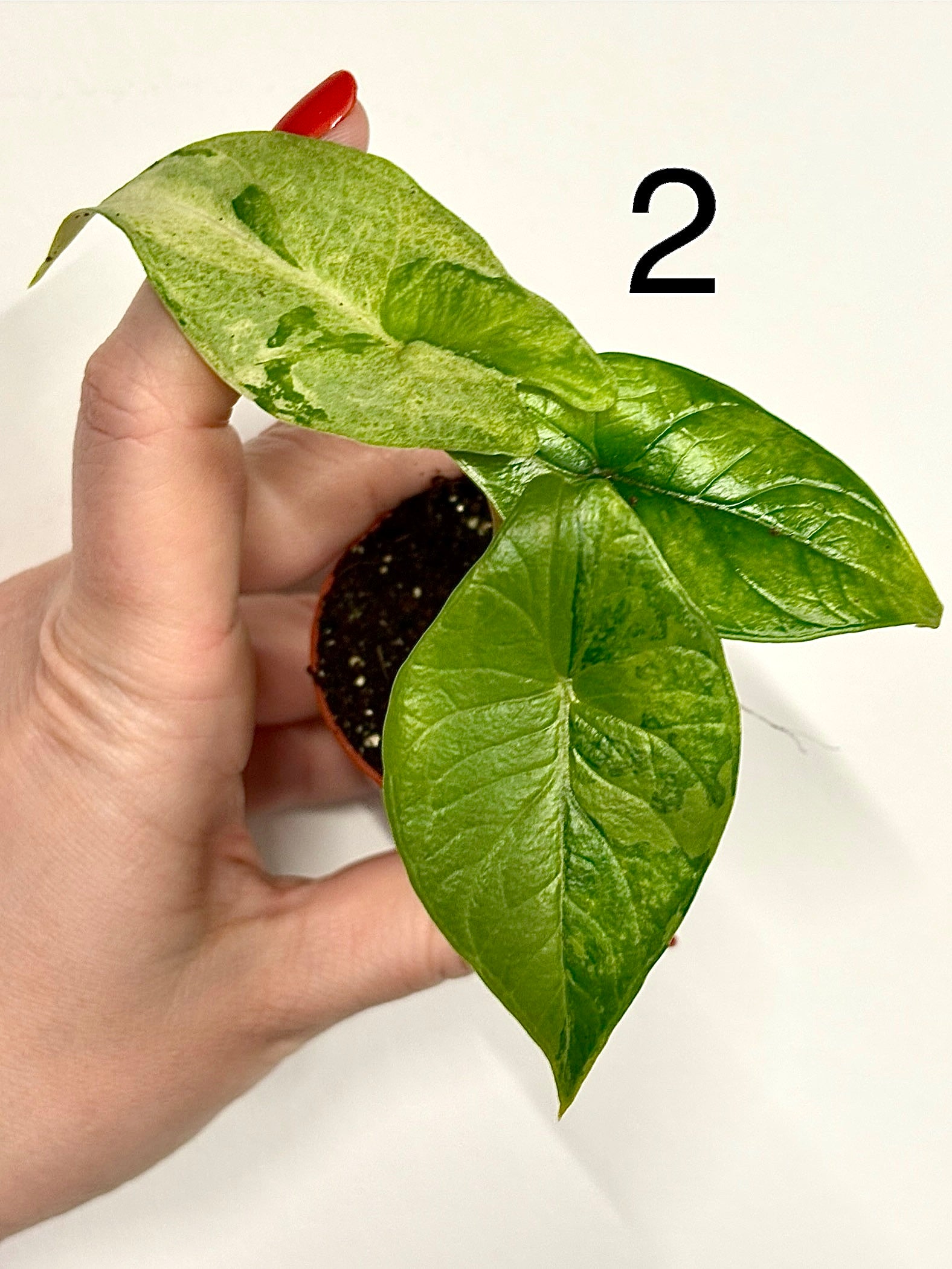 Alocasia Scalprum Variegata - Exotic-Flowers