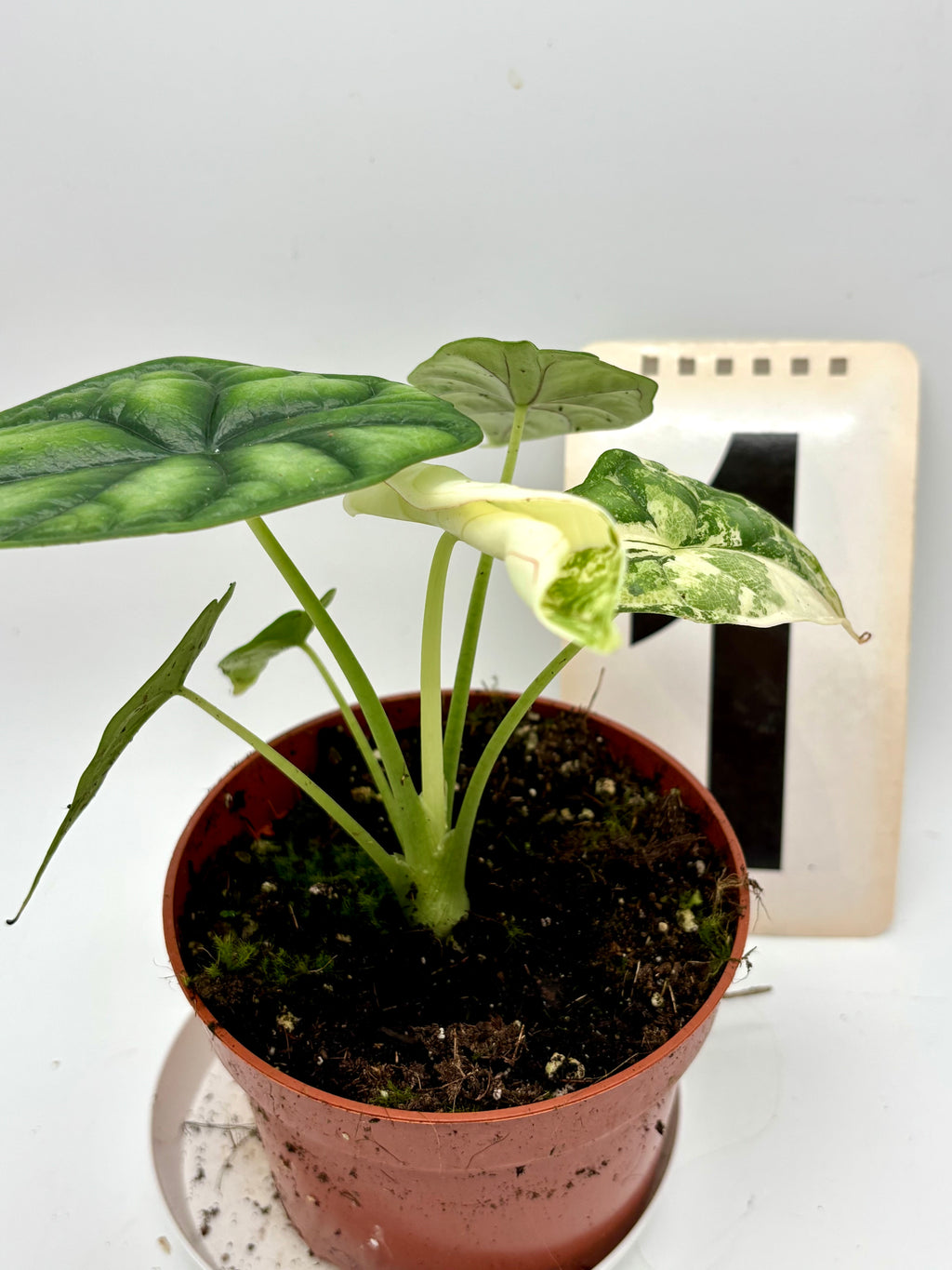 Alocasia Dragon Scale Variegata