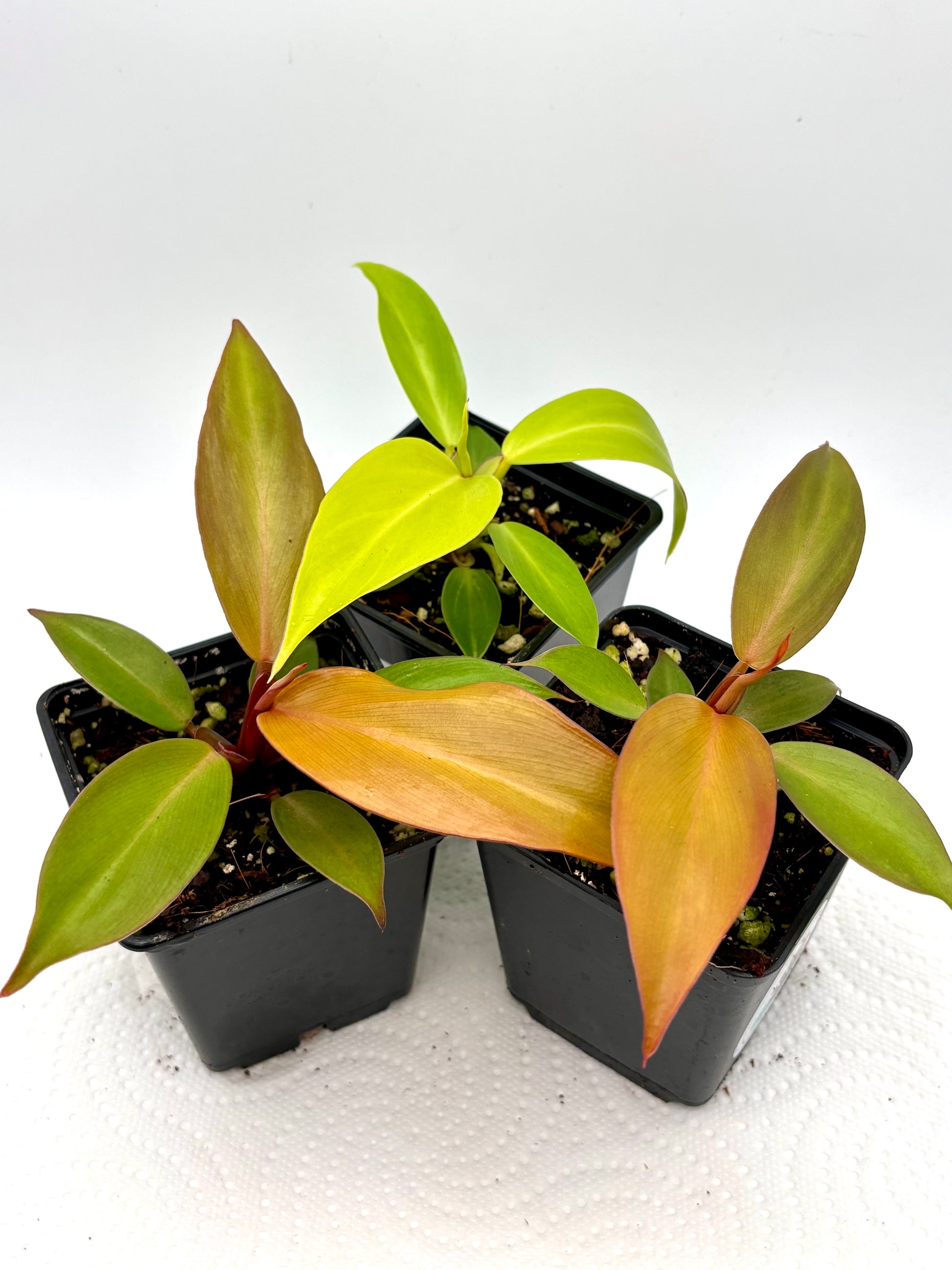 Philodendron Red Moon