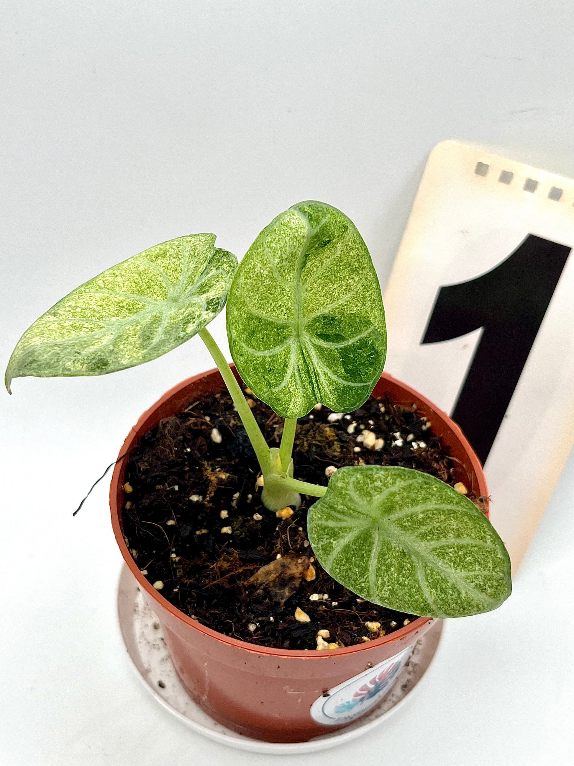 Alocasia Ninja Tricolor