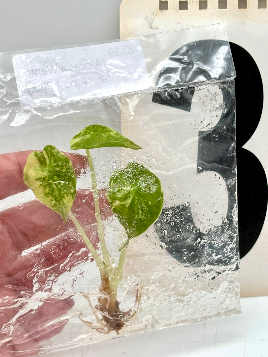 TC - Alocasia Wentii Albo / Pink Variegata