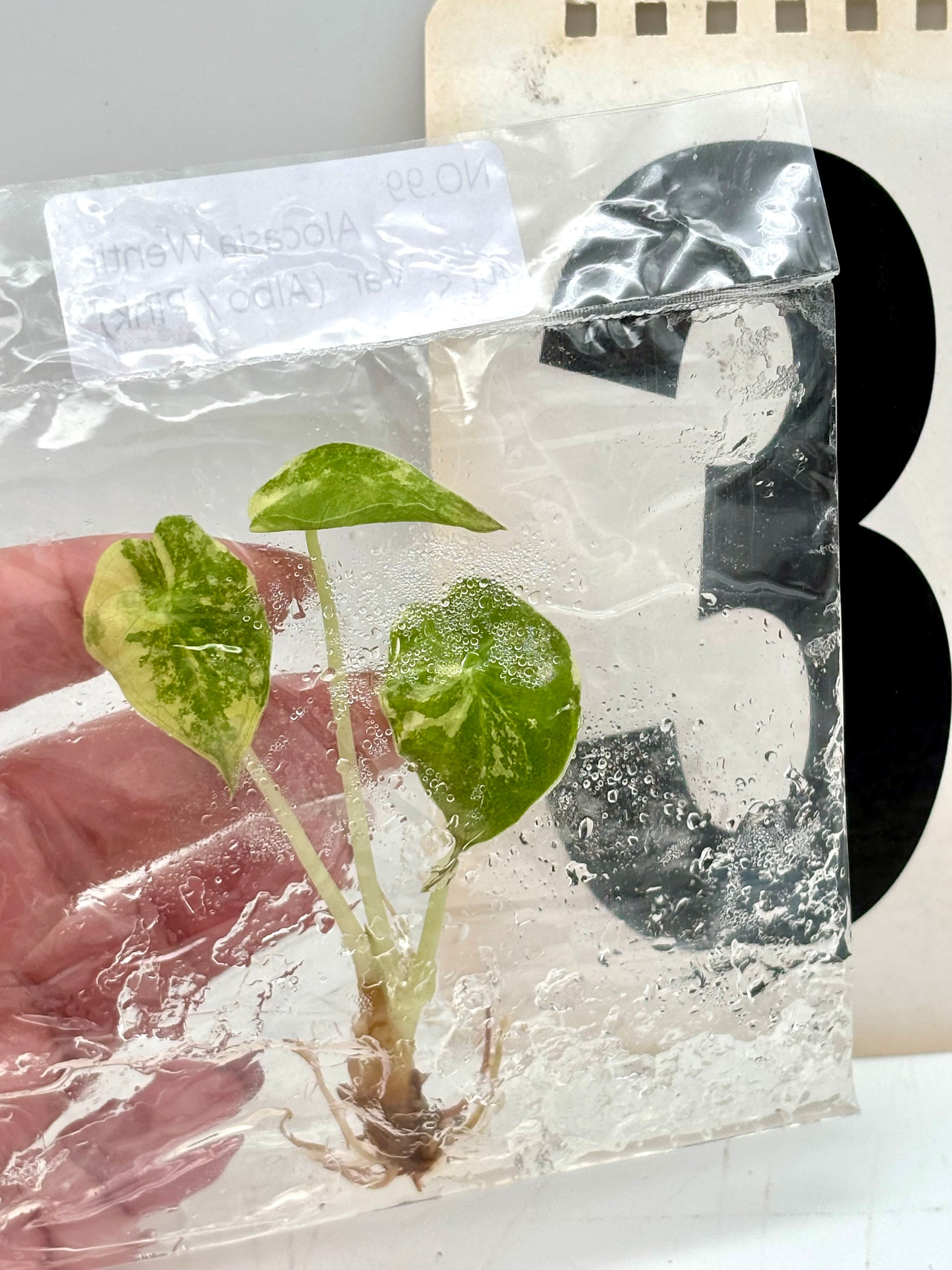 TC - Alocasia Wentii Albo / Pink Variegata
