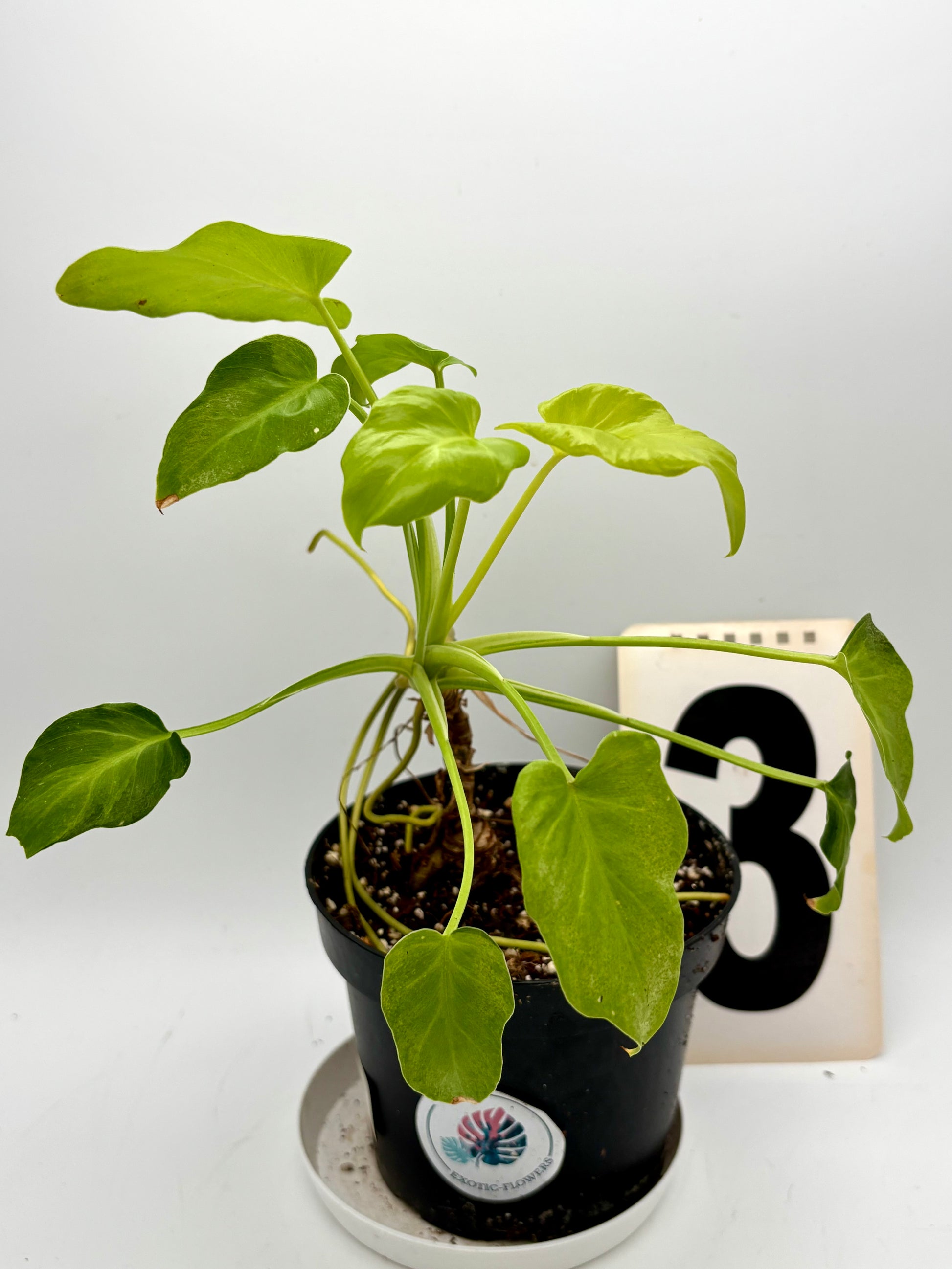 baby philodendron xanadu Philodendron Xanadu Dwarf Variegata – Exotic-Flowers
