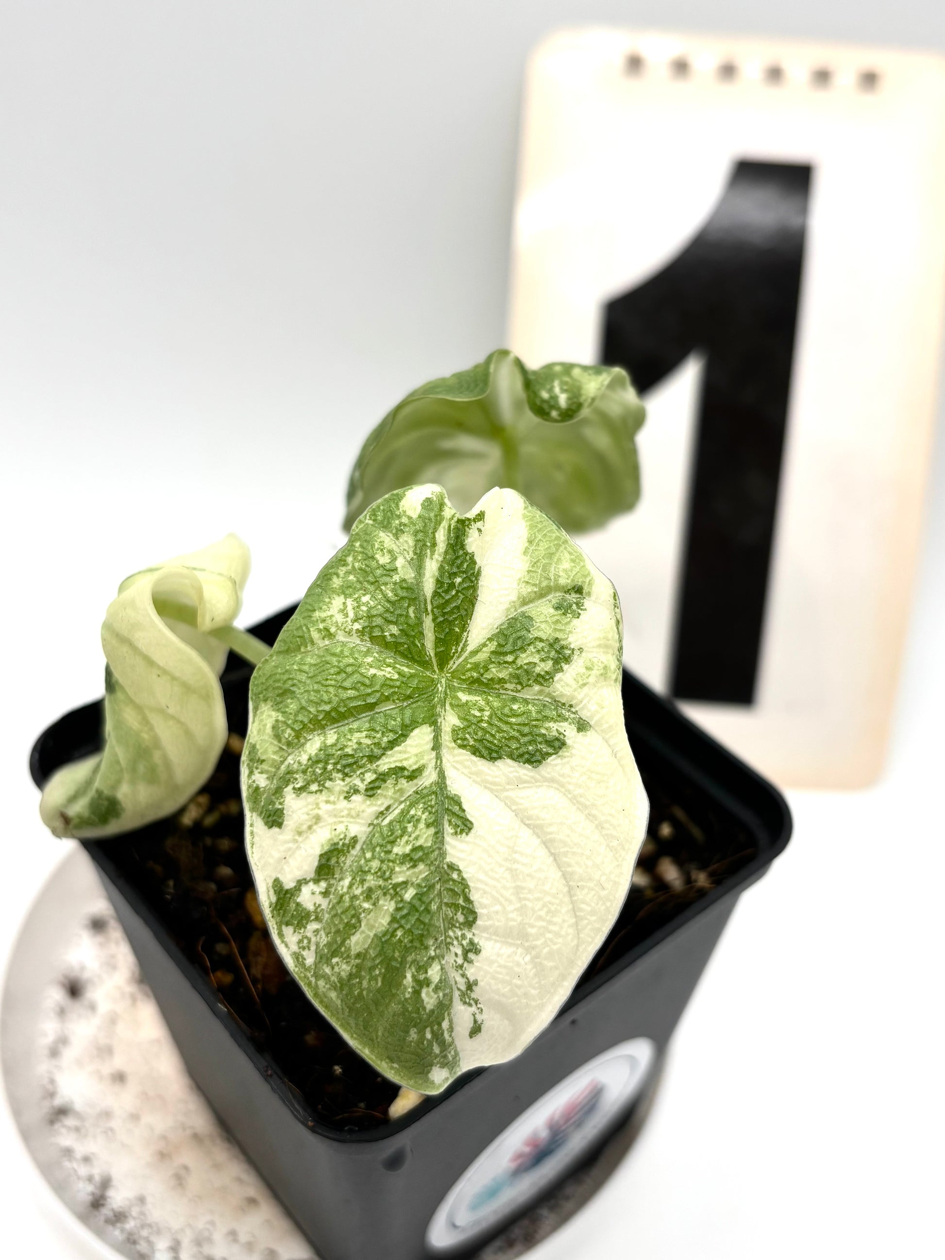 Alocasia Melo Albo Variegata