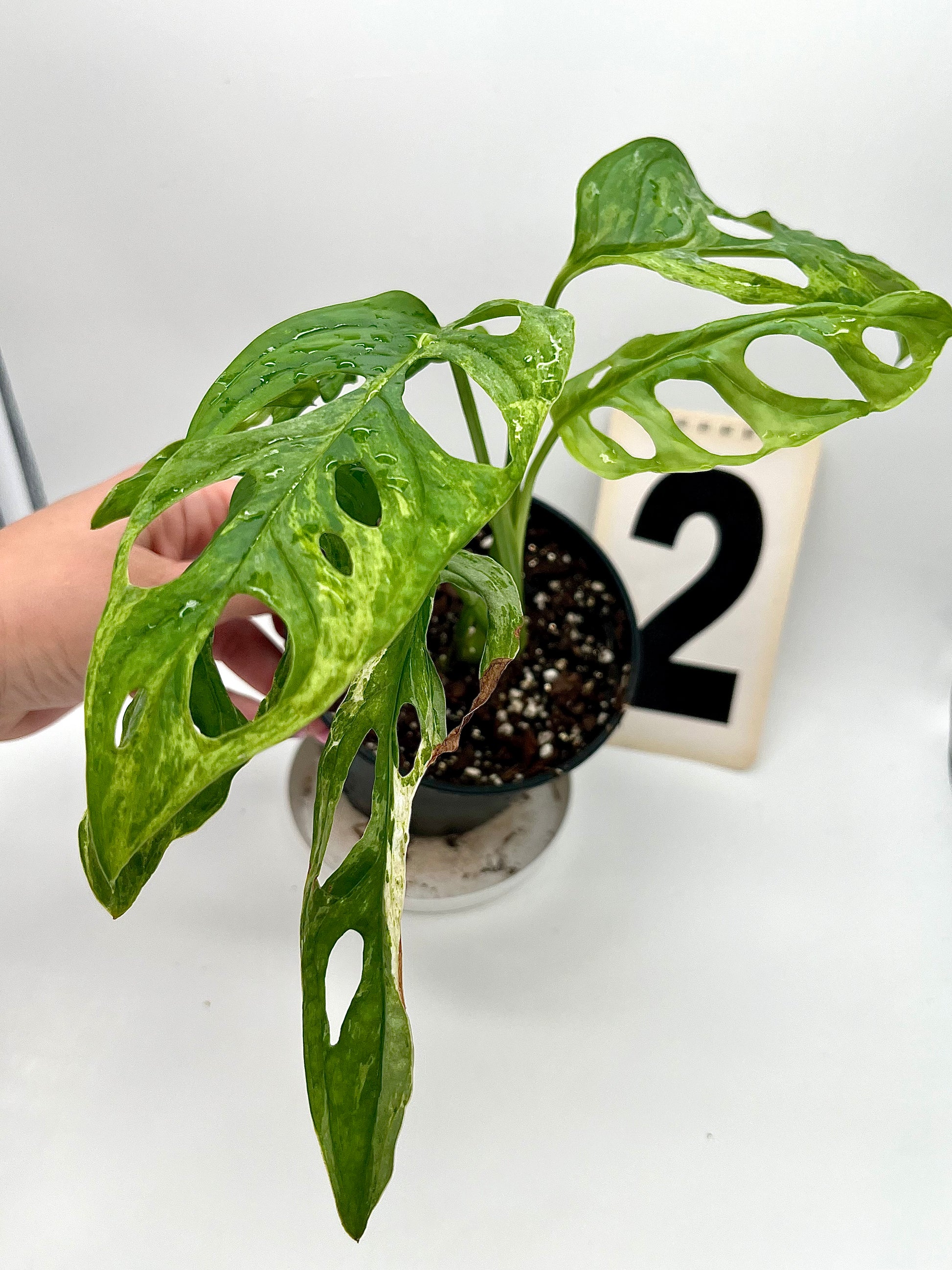 Monstera Adansonii Indonesian Marble