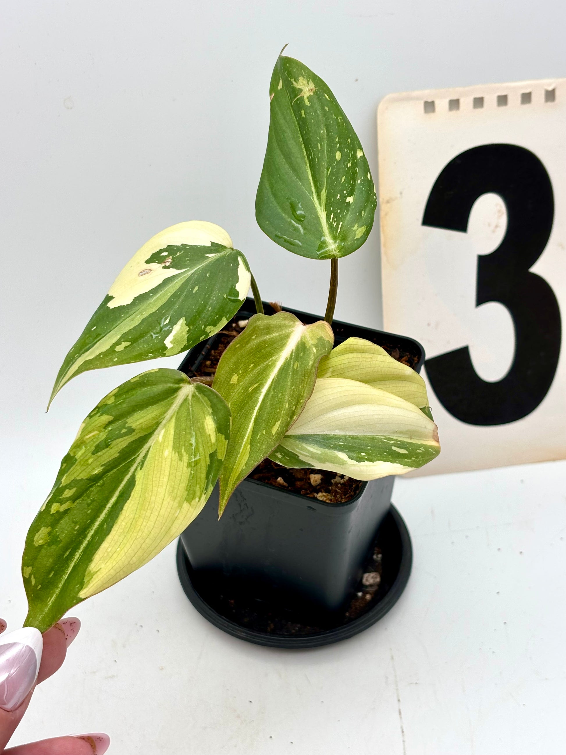 Philodendron Gloriosum Variegata Tricolor von Exotic-Flowers mit grün-weiß-braunen Blättern auf Bild