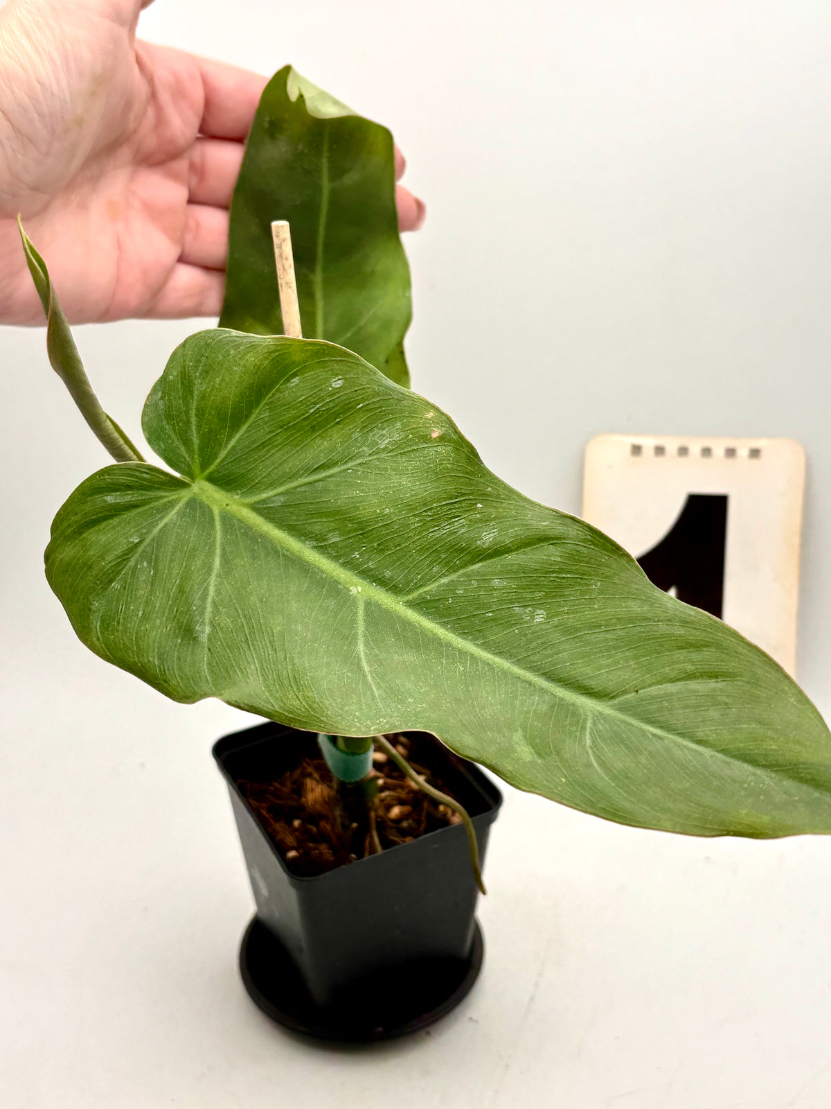Philodendron Maximum