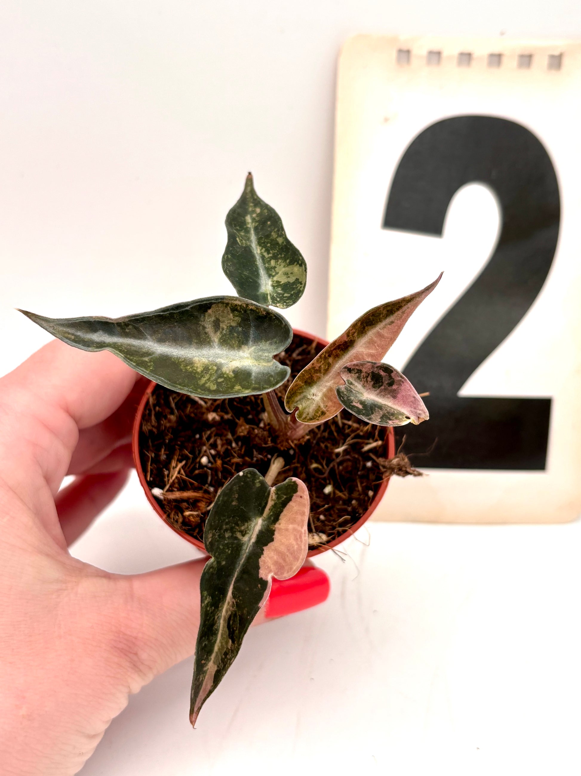 Alocasia Bambino Aurea Variegata Pflanze mit gelb-grünen, variierten Blättern, als Zimmerpflanze für den Innenbereich.