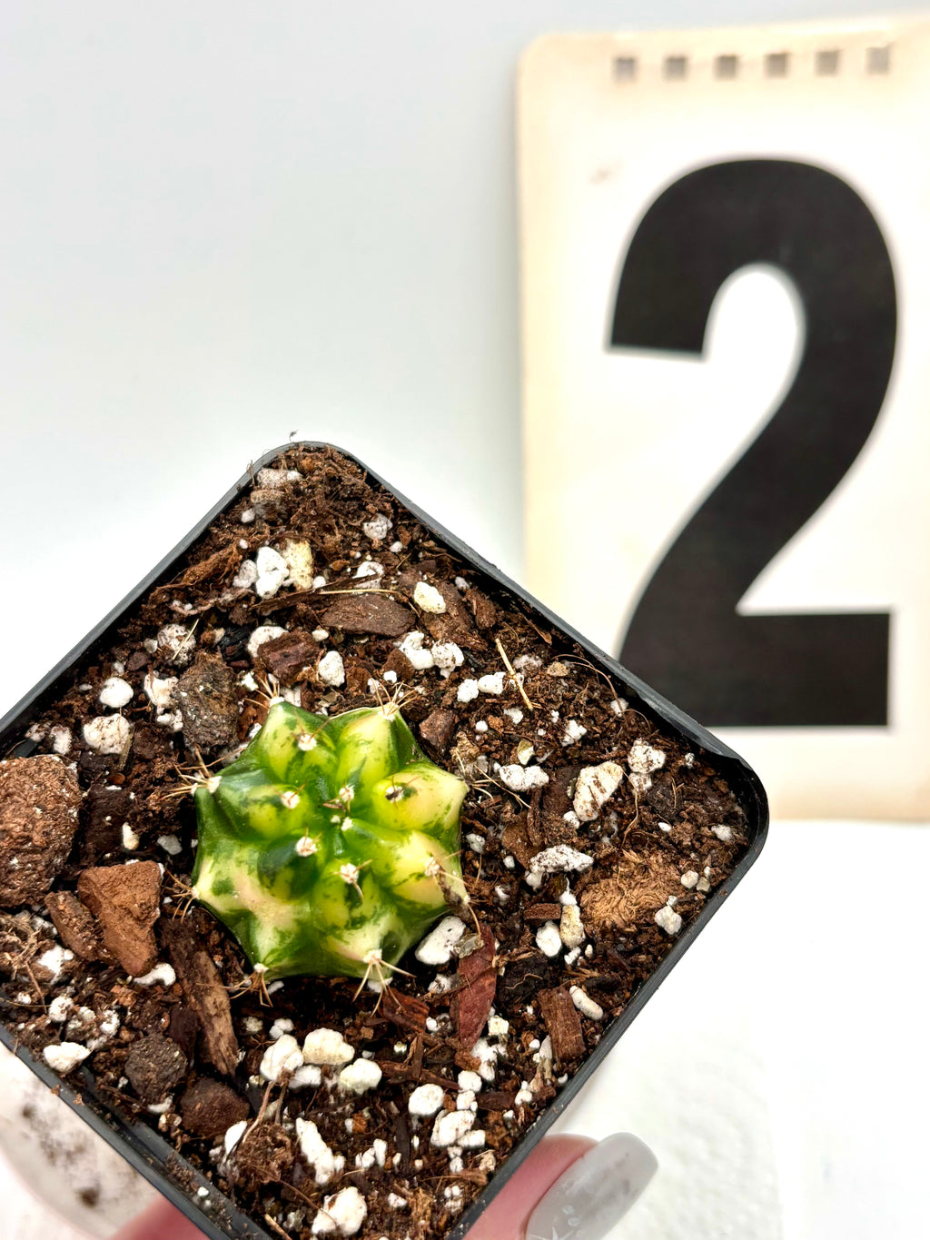 Gymnocalycium Mihanovichii Variegata (Kaktus)
