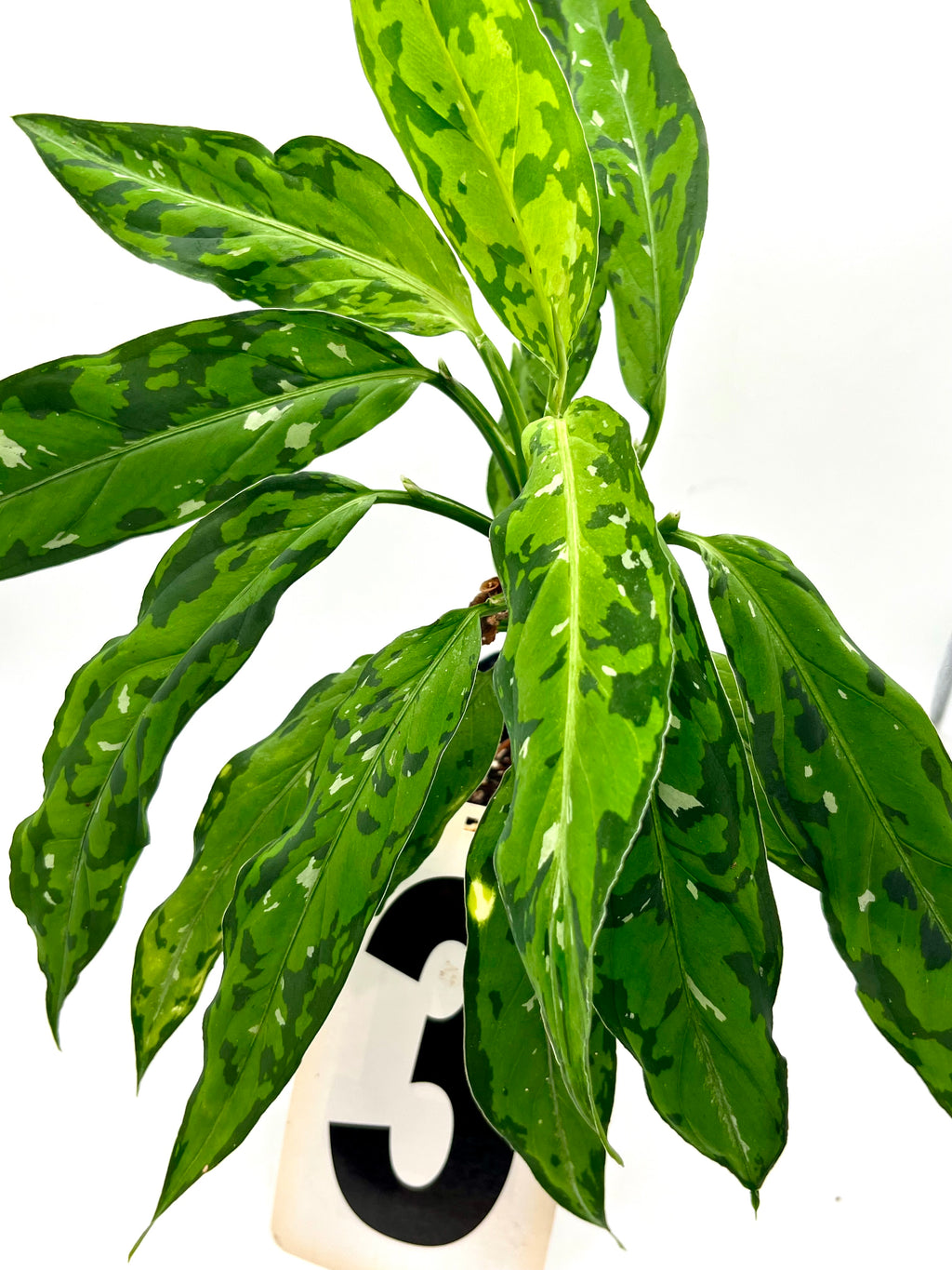 Aglaonema Pictum Tricolor - Star Spot