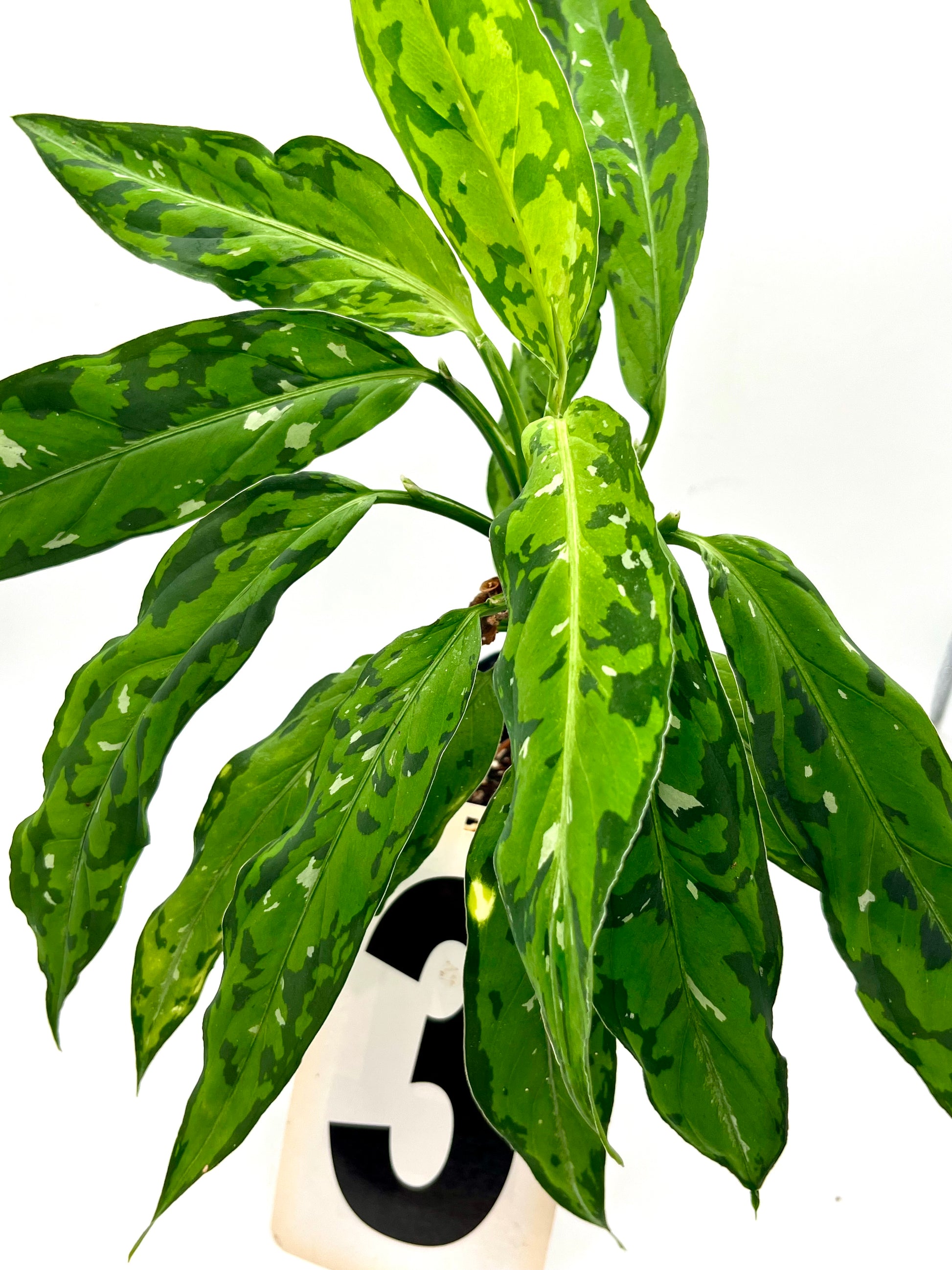 Aglaonema Pictum Tricolor - Star Spot