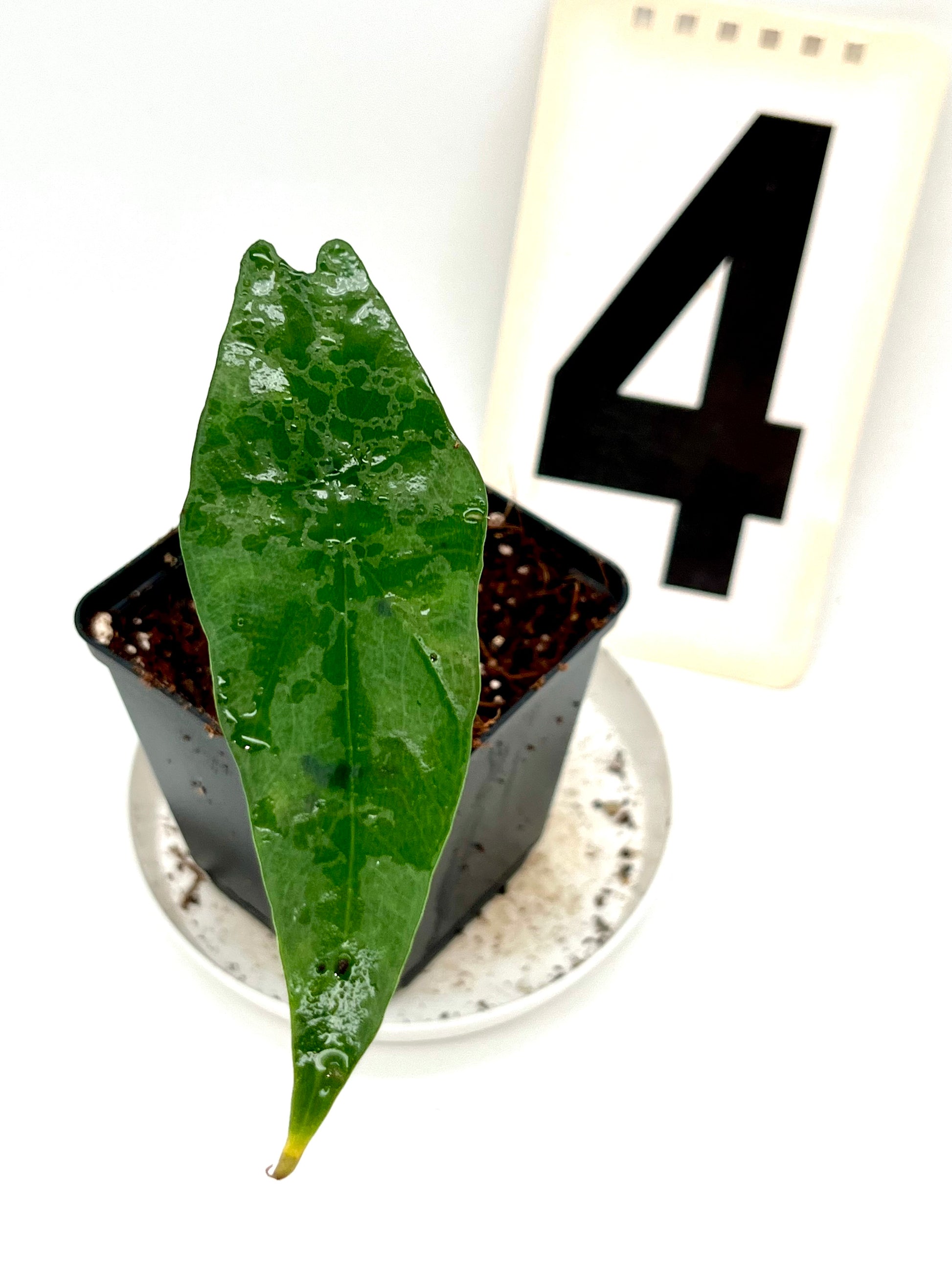 Alocasia Simpo