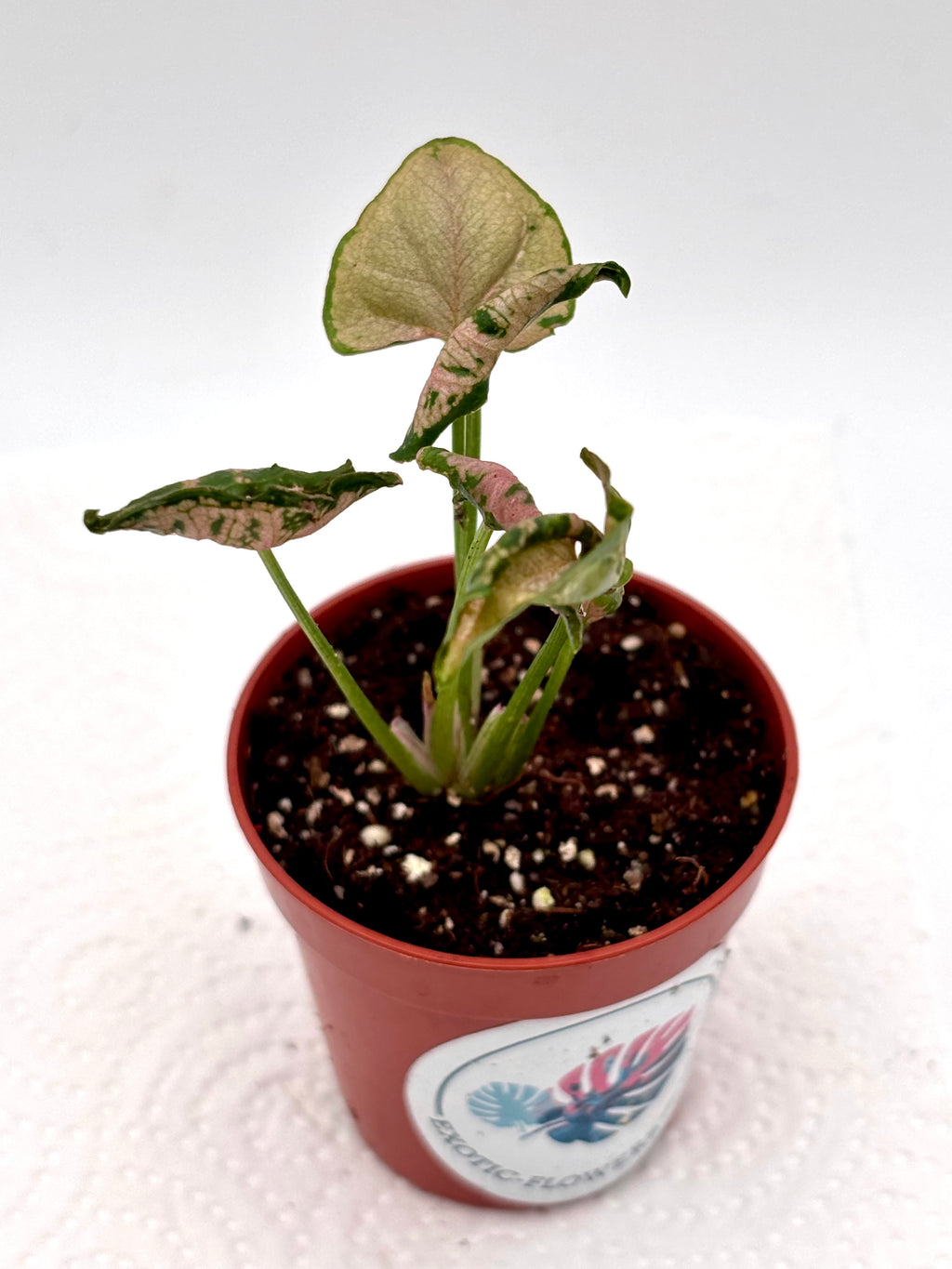 Syngonium Pink Rolli