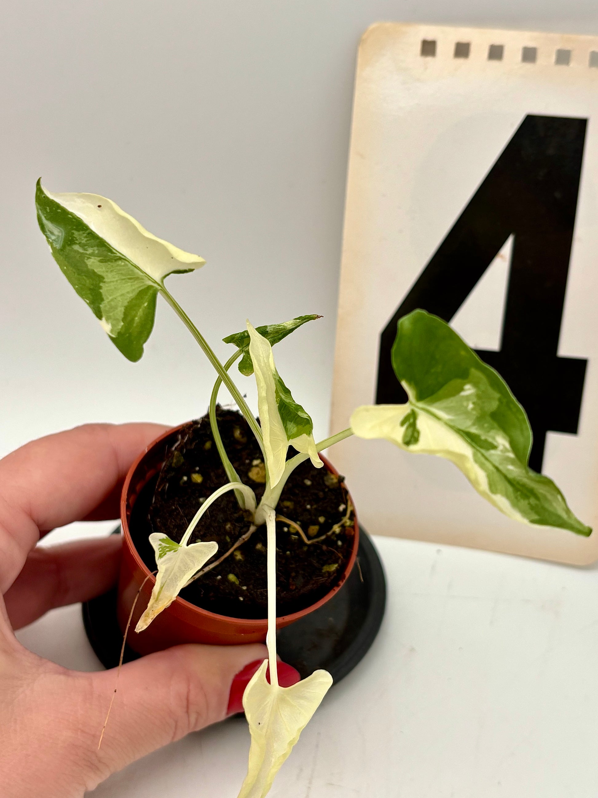 Alocasia Cucullata Crinkles Variegata Pflanze mit großen, grün-weiß gemusterten Blättern, exotisch und dekorativ.