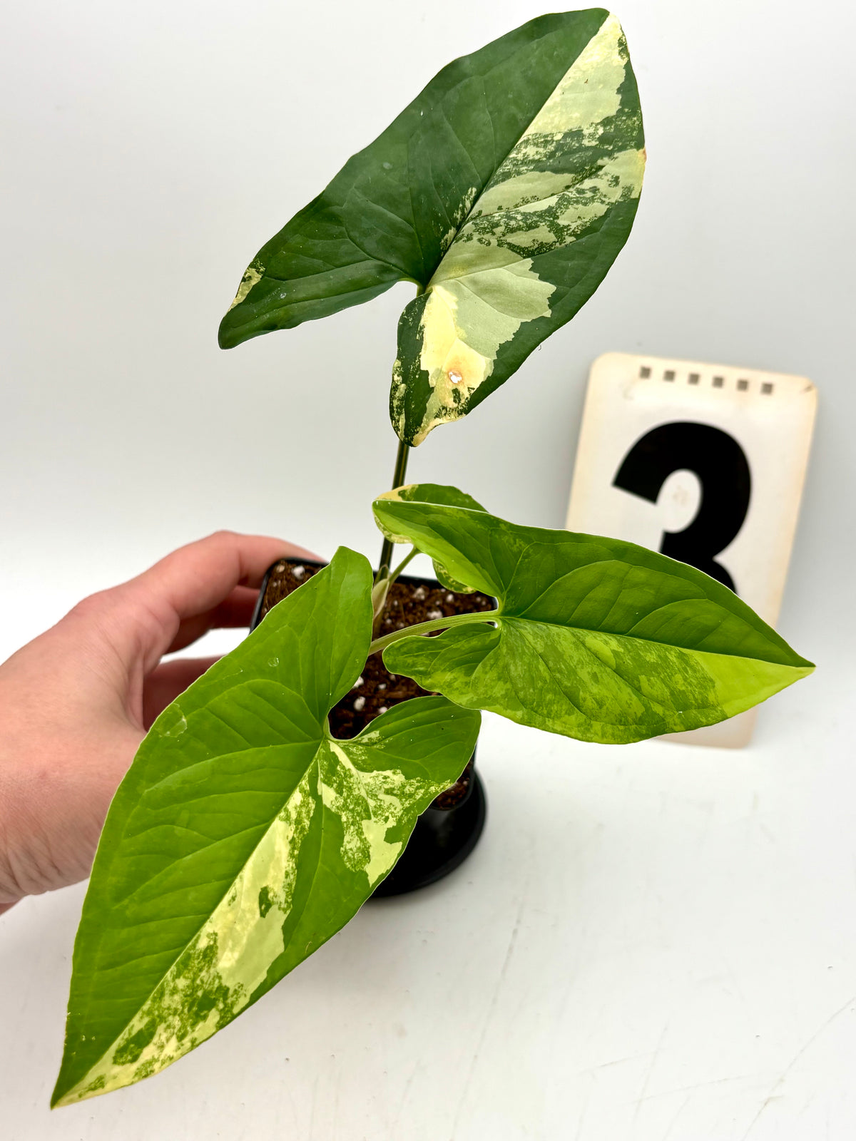 Syngonium Aurea Pflanze von Exotic-Flowers mit grün-gelben Blättern und eleganter Wuchsform, Nahaufnahme der Blattstruktur