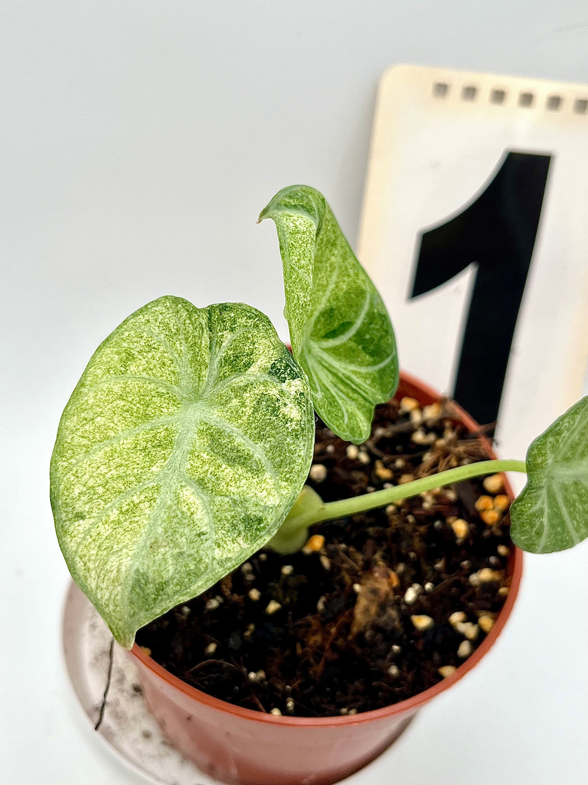 Alocasia Ninja Tricolor
