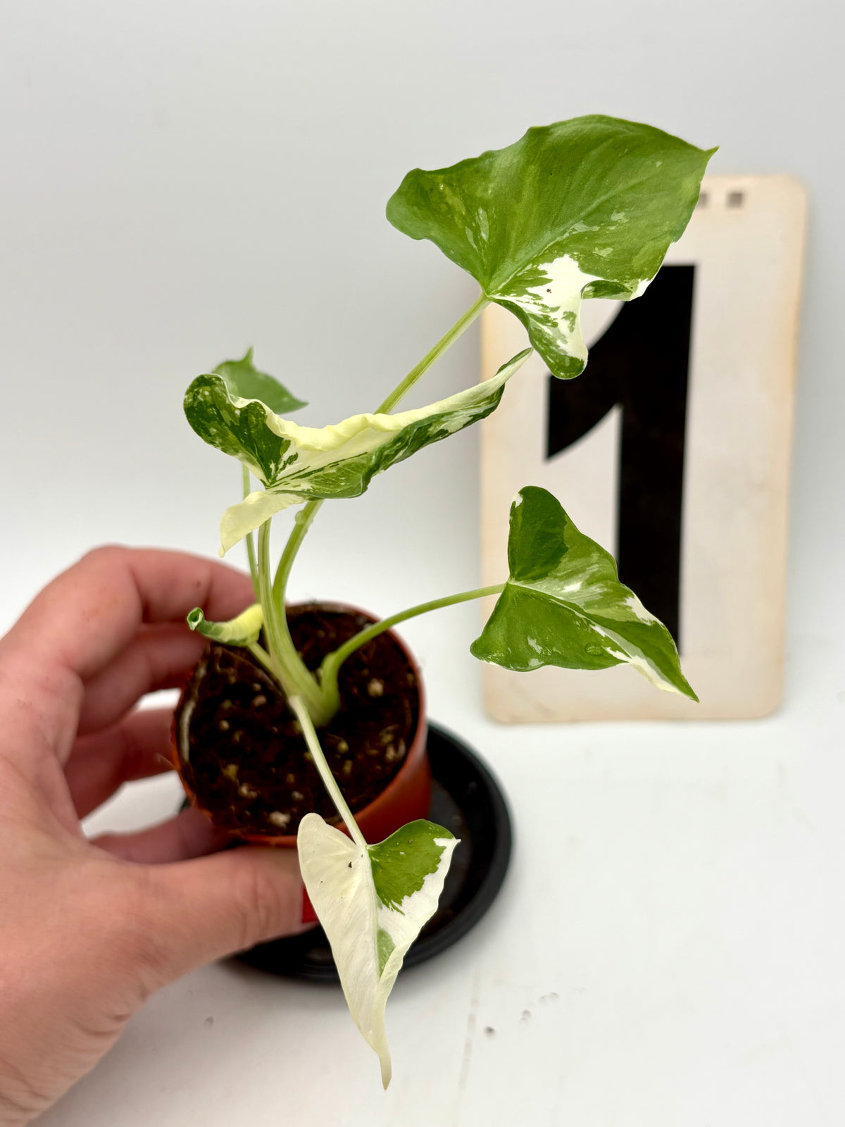 Alocasia Cucullata Crinkles Variegata Pflanze mit großen grünen Blättern und weißen Variegationsmustern, von Exotic-Flowers.