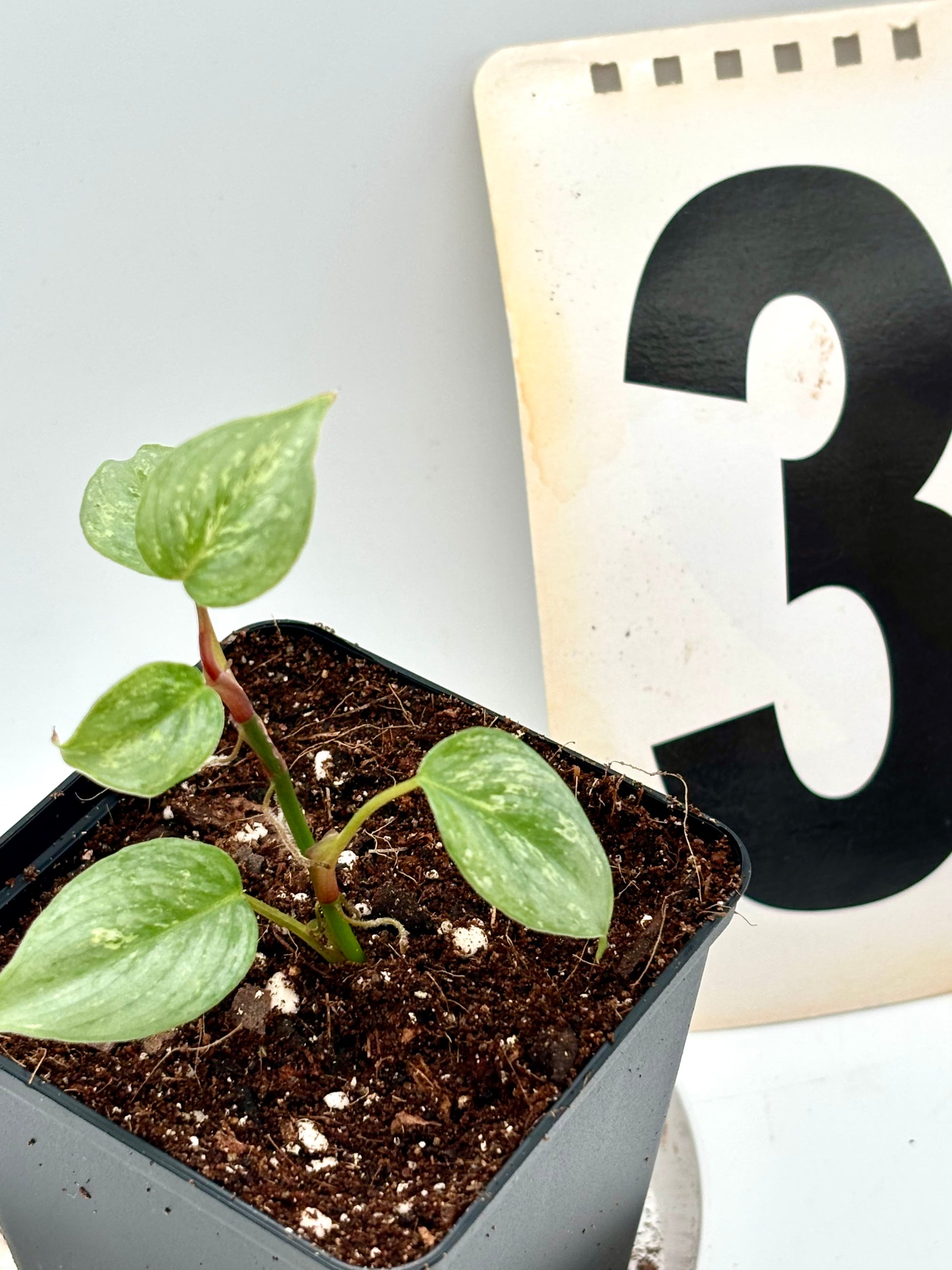 Exotic-Flowers Philodendron Sodiroi Variegata mit grünen und cremefarbenen Blättern, Zimmerpflanze auf einem Holztisch.