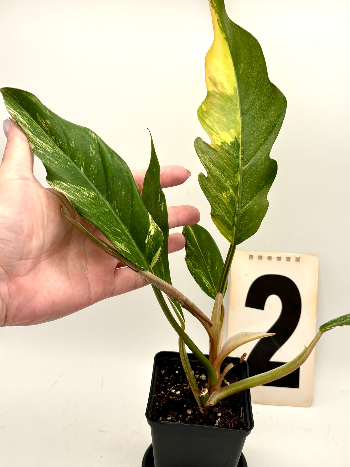 Exotic-Flowers Philodendron Caramel Marble Pflanze mit grünen und braunen marmorierten Blättern, Zimmerpflanze, Nahaufnahme