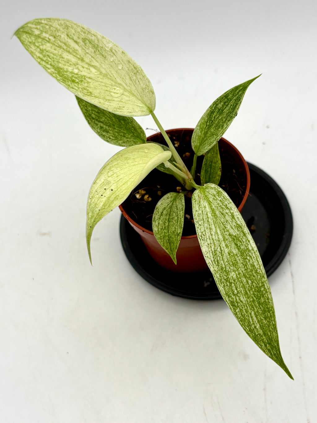 Philodendron Florida Ghost von Exotic-Flowers mit grünen, geisterhaften Blättern und eleganter Pflanze im Top, Nahaufnahme