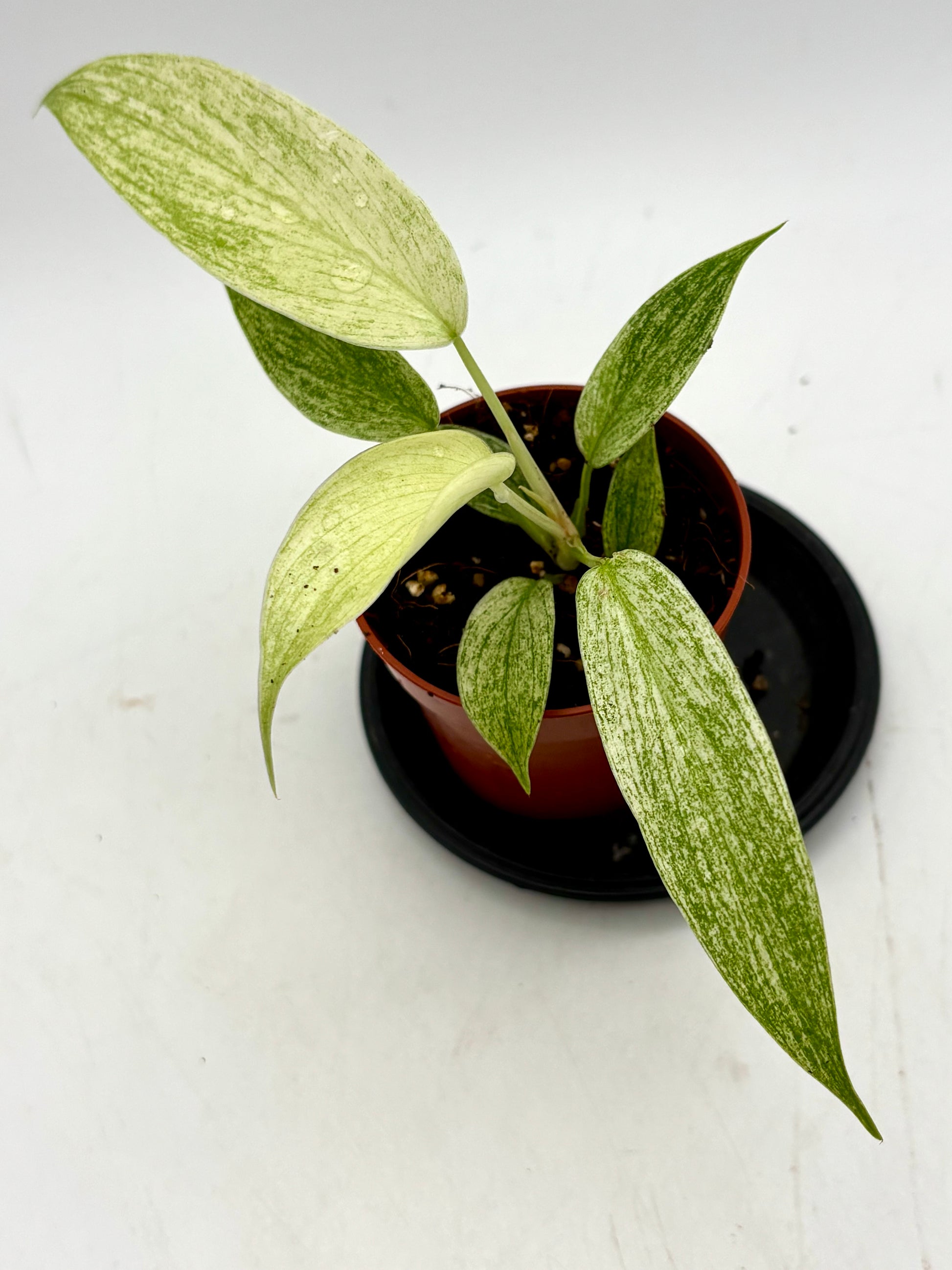 Philodendron Florida Ghost von Exotic-Flowers mit grünen, geisterhaften Blättern und eleganter Pflanze im Top, Nahaufnahme