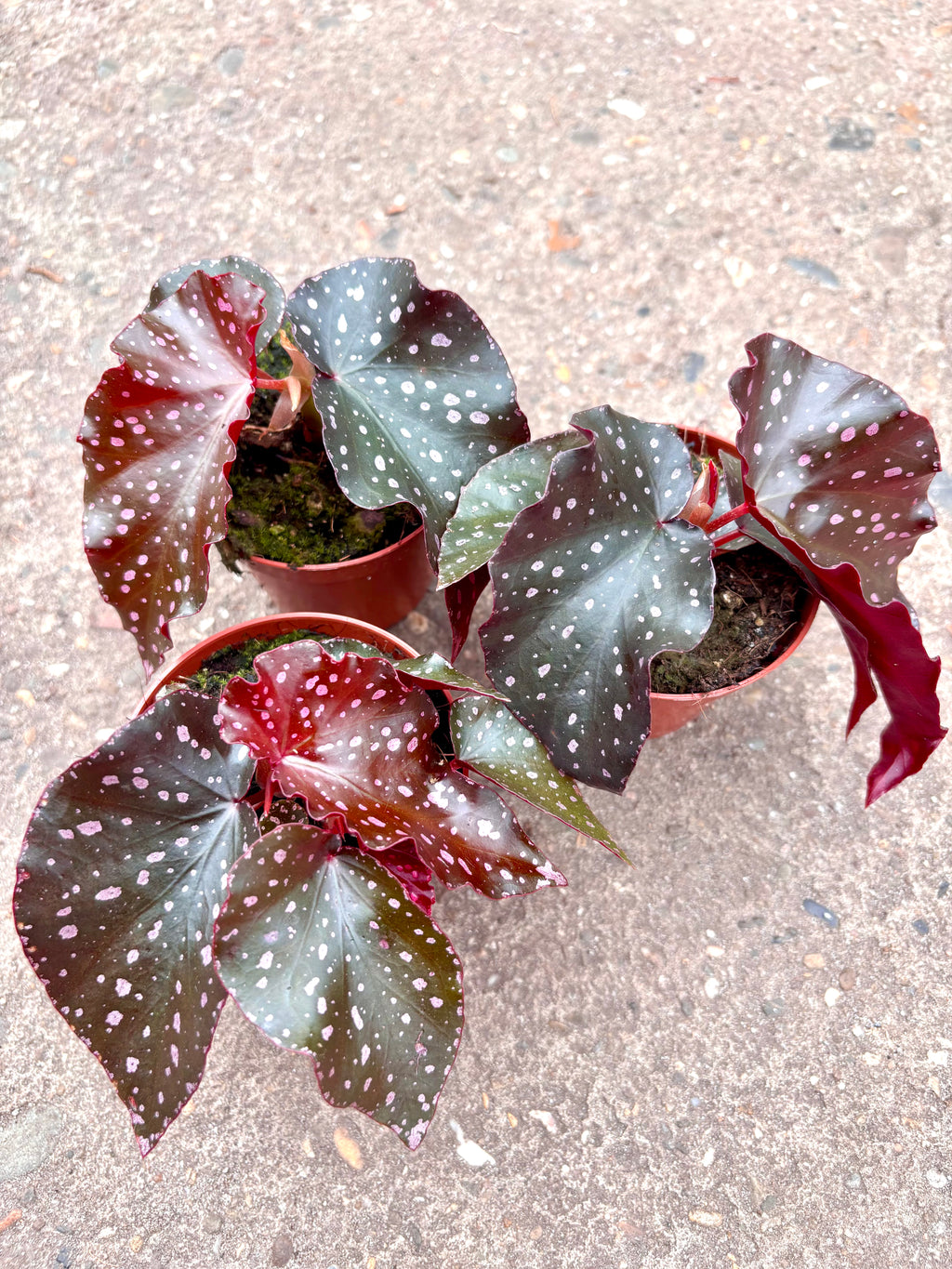 Begonia x Cracklin Rosie von Exotic-Flowers mit bunten Blüten und grünen Blättern, perfekt für Zimmer oder Balkon.