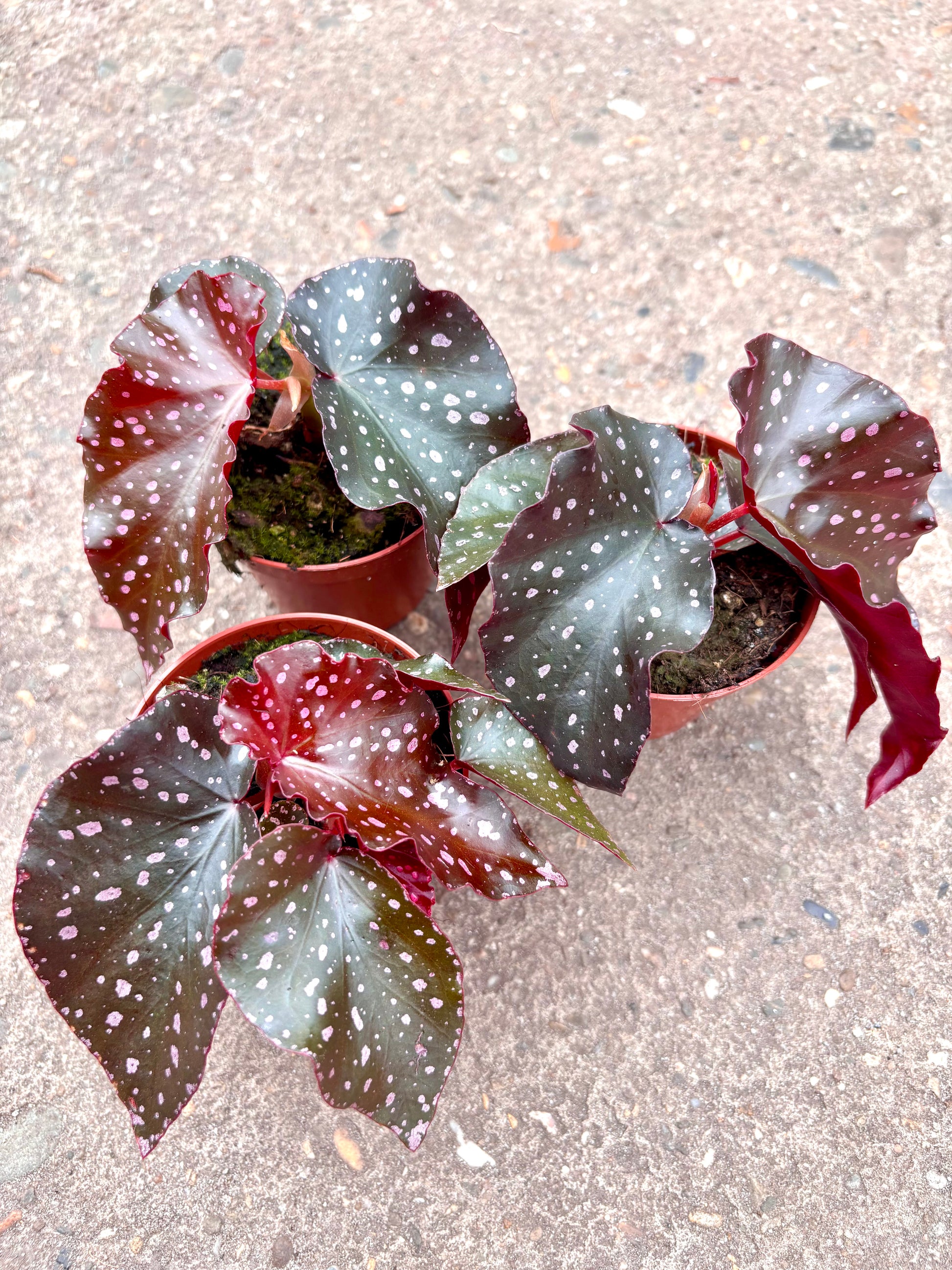 Begonia x Cracklin Rosie von Exotic-Flowers mit bunten Blüten und grünen Blättern, perfekt für Zimmer oder Balkon.
