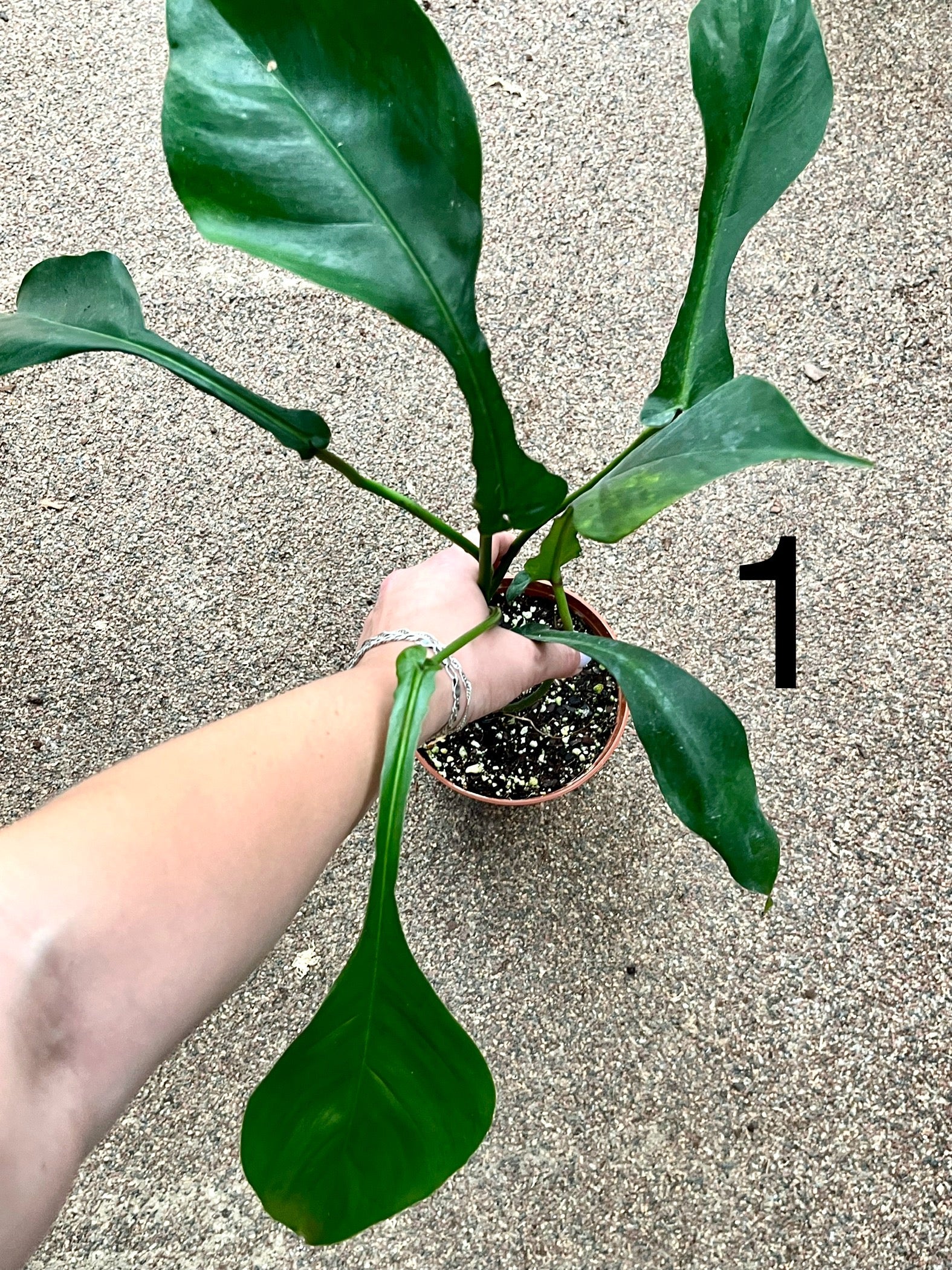 Philodendron Joepii