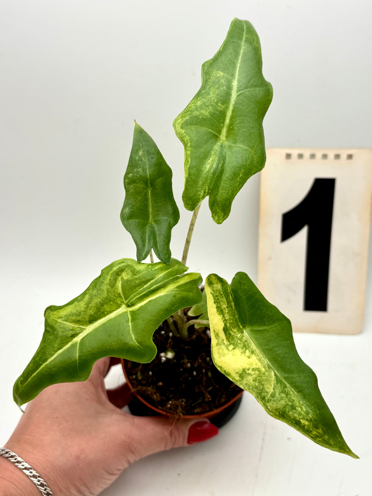 Alocasia Portei Variegata Pflanze mit grünen und weißen Blättern, im Topf, von Exotic-Flowers für Zimmer oder Garten.