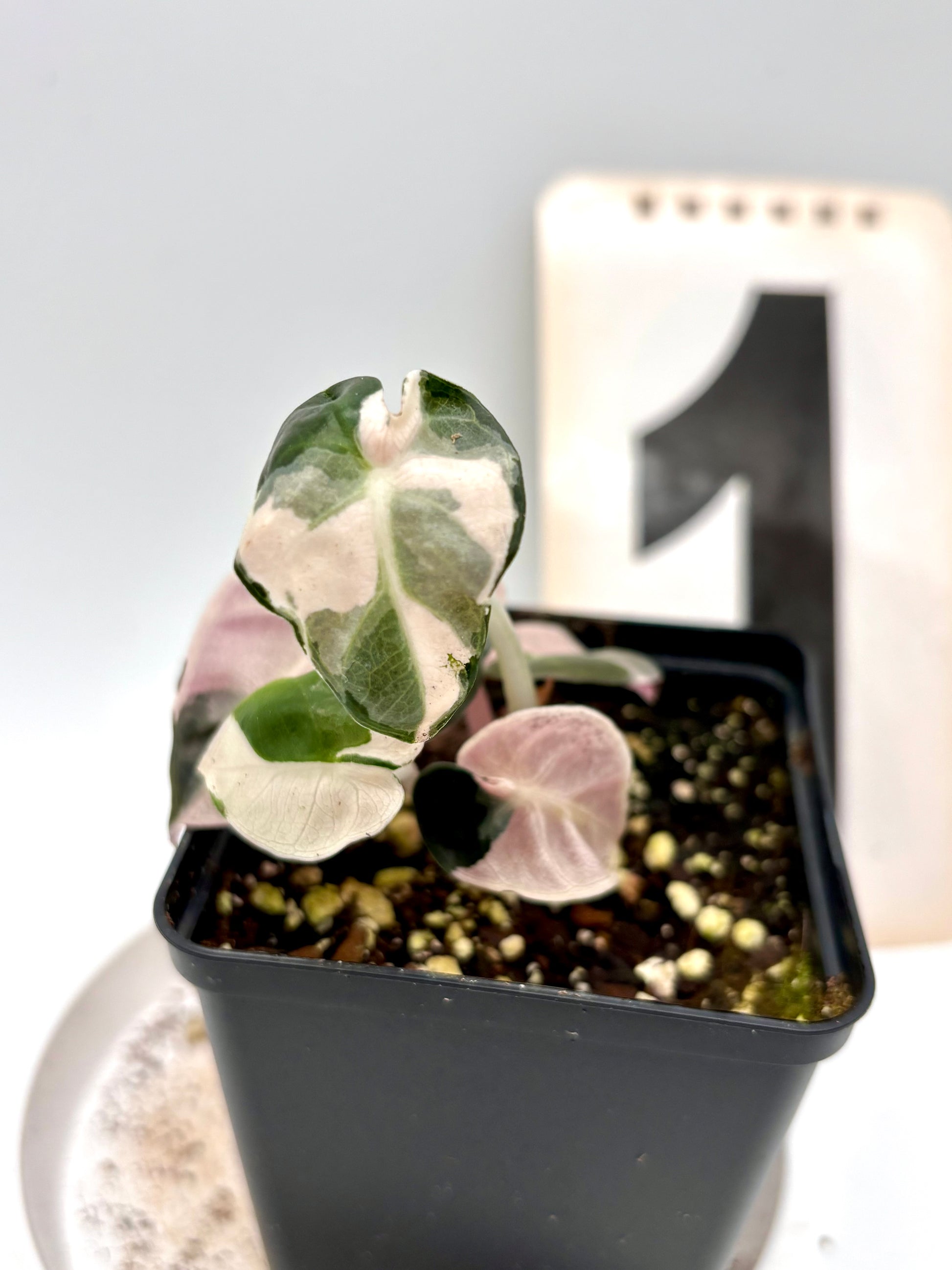 Alocasia Balloon Heart Variegata - Exotic-Flowers