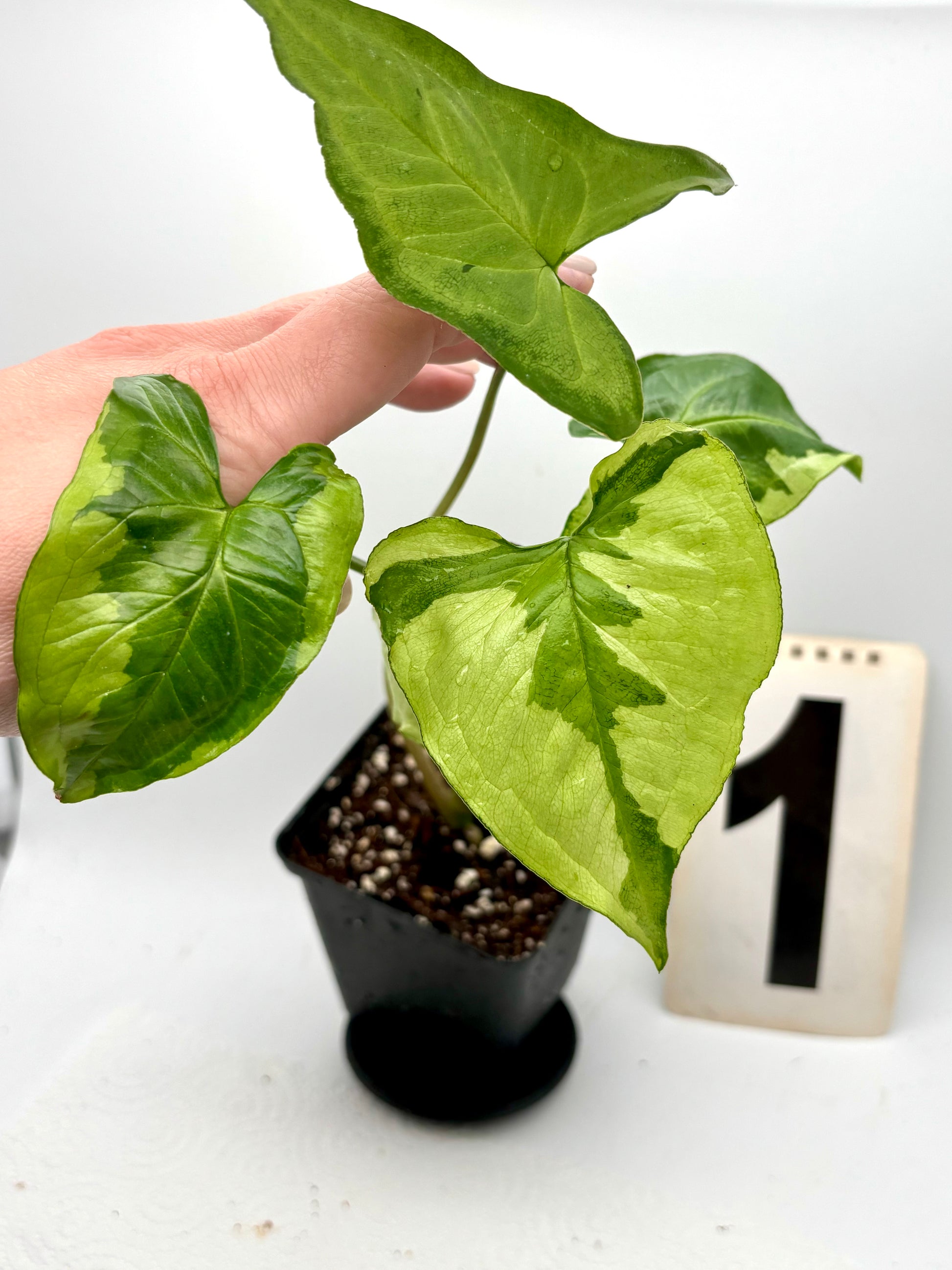 Grüner Syngonium Three Kings Pflanze von Exotic-Flowers mit dekorativen, gestielten Blättern, indoor ideal.